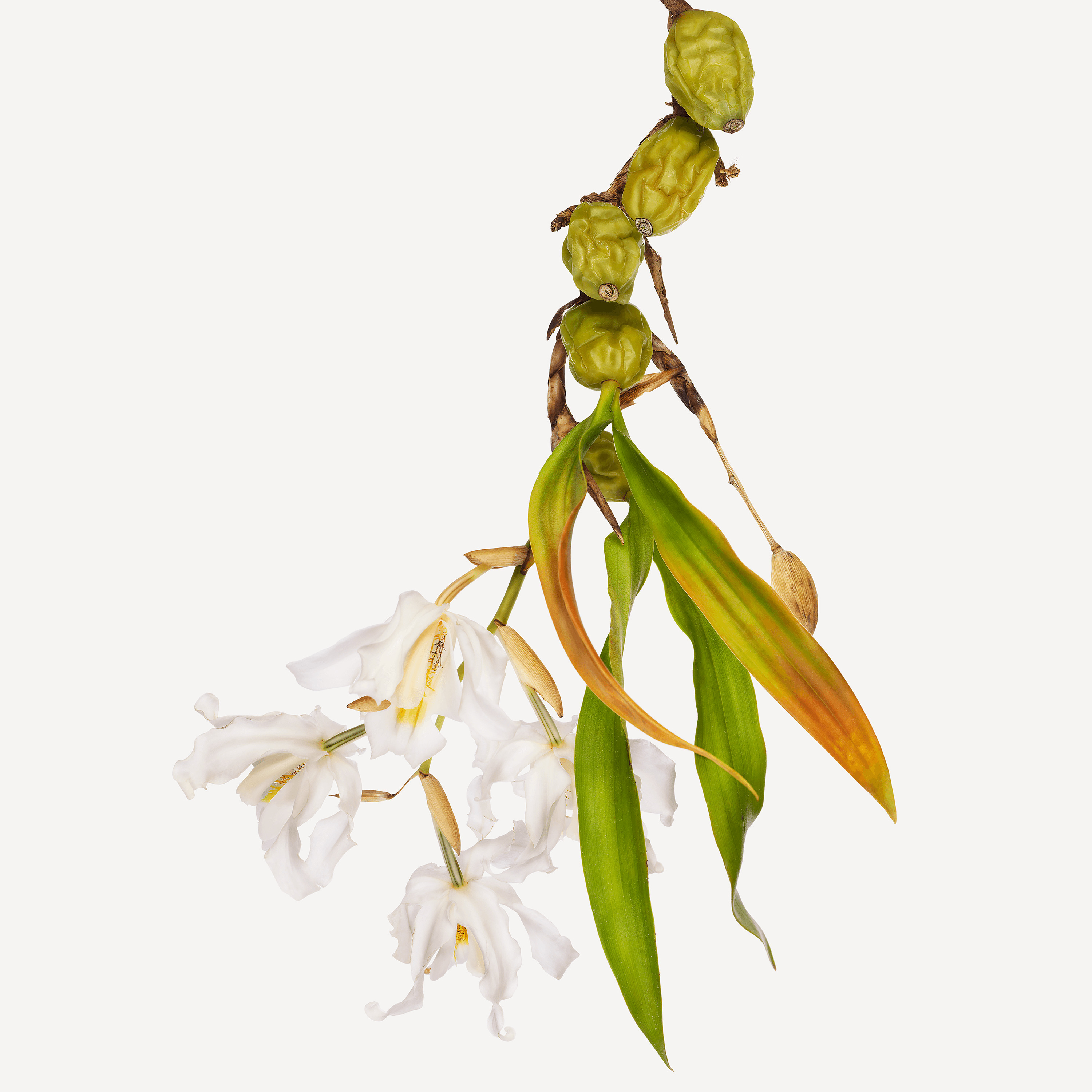 Andrew Zuckerman - Flower - 8