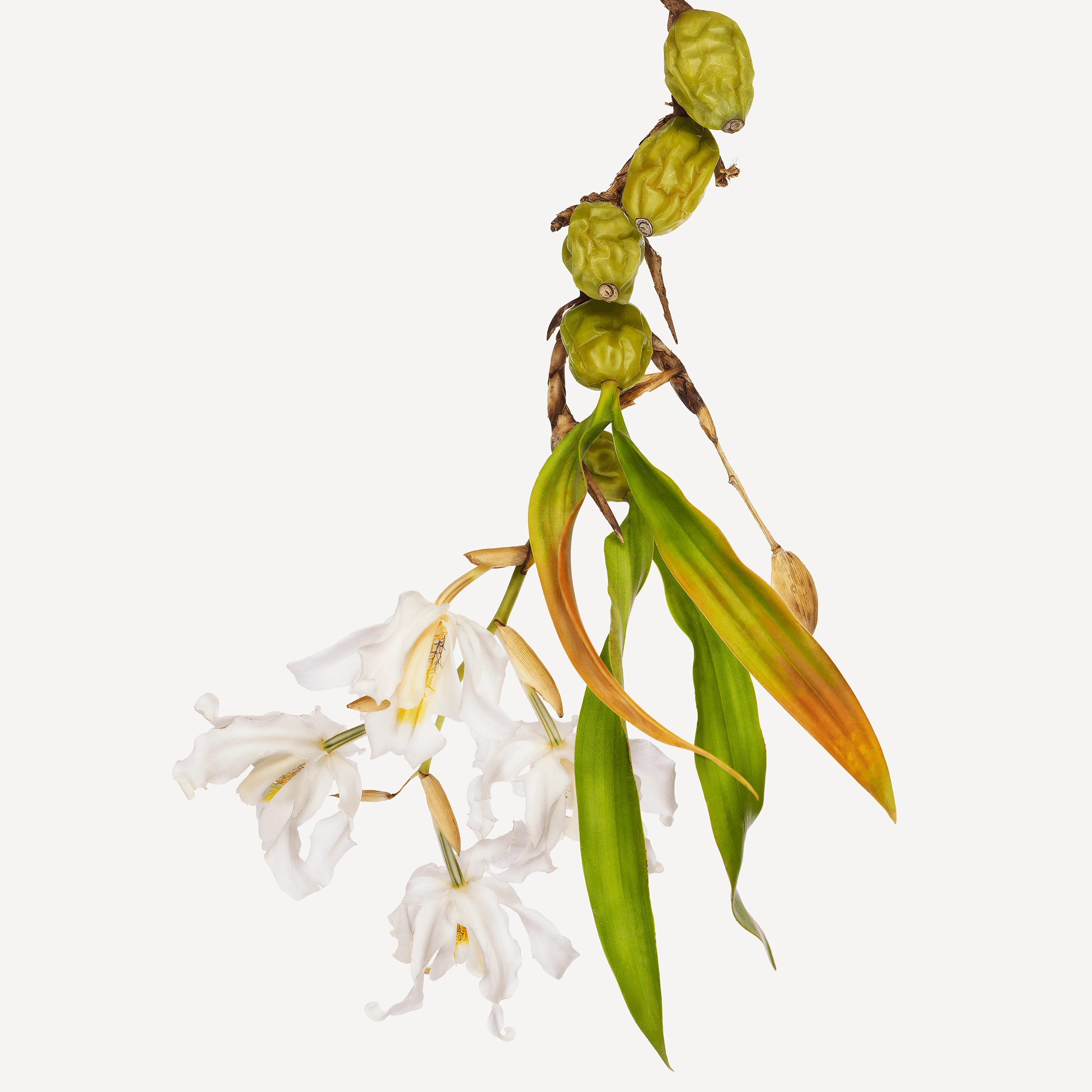 flower-andrew-zuckerman