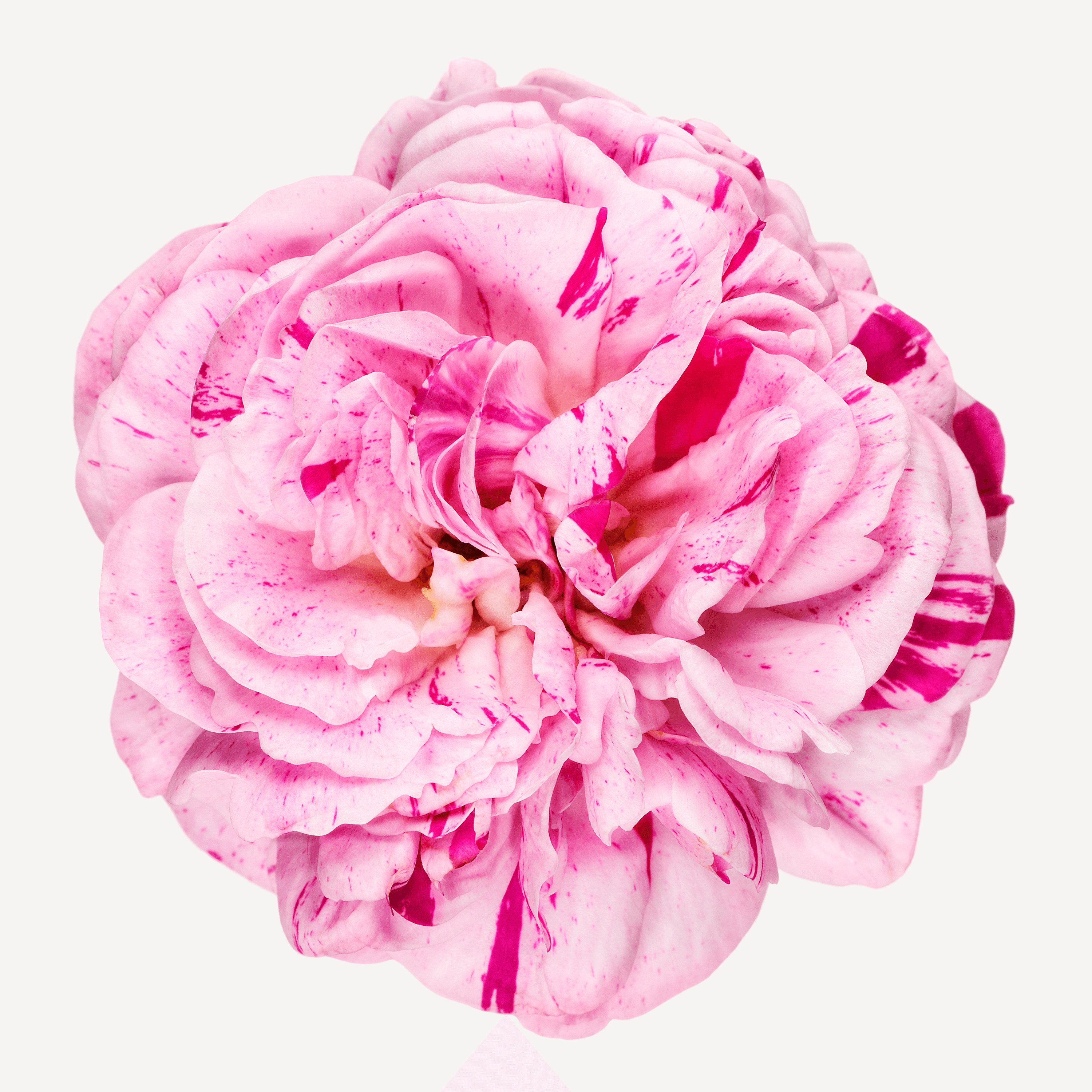 Andrew Zuckerman - Flower - 7