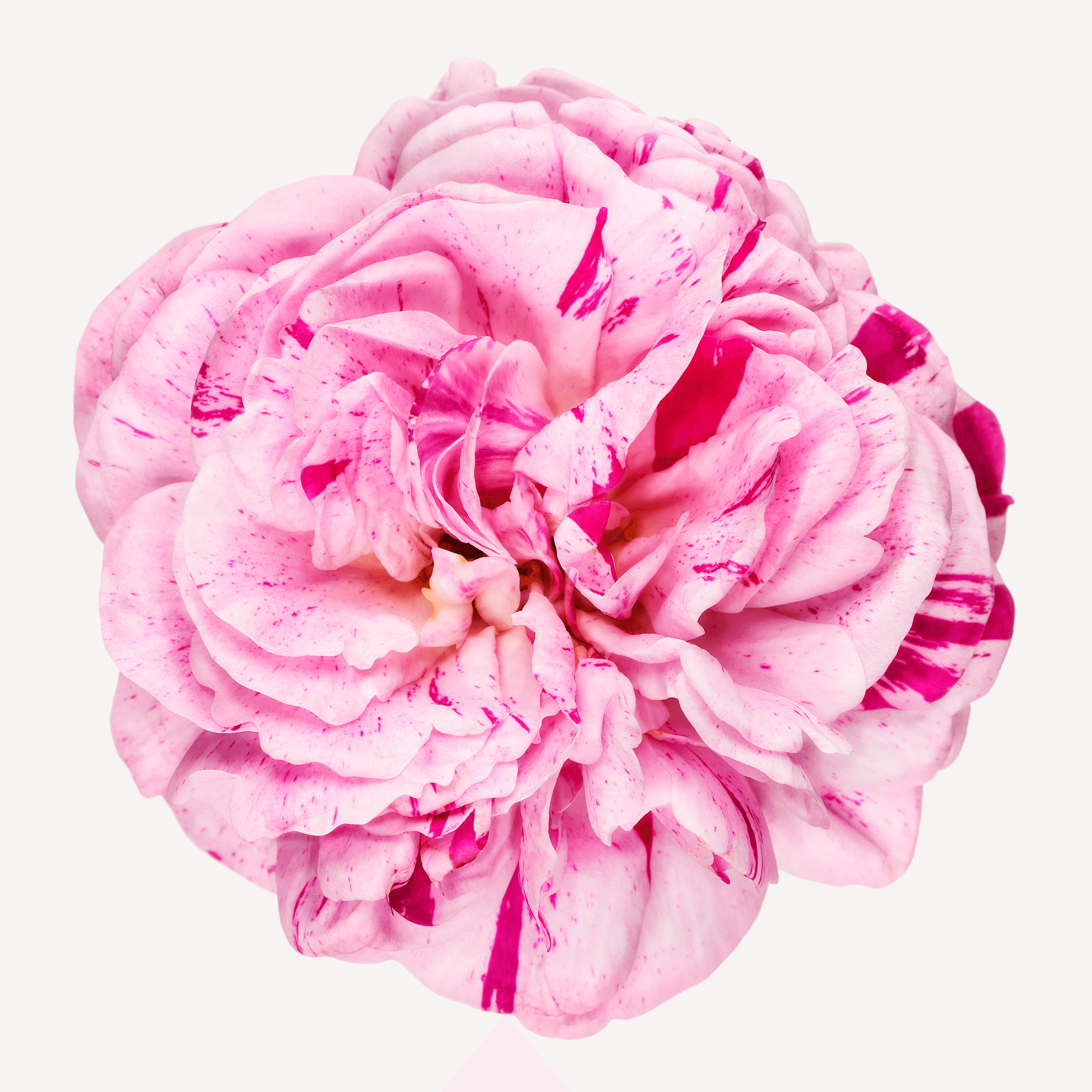 flower-andrew-zuckerman
