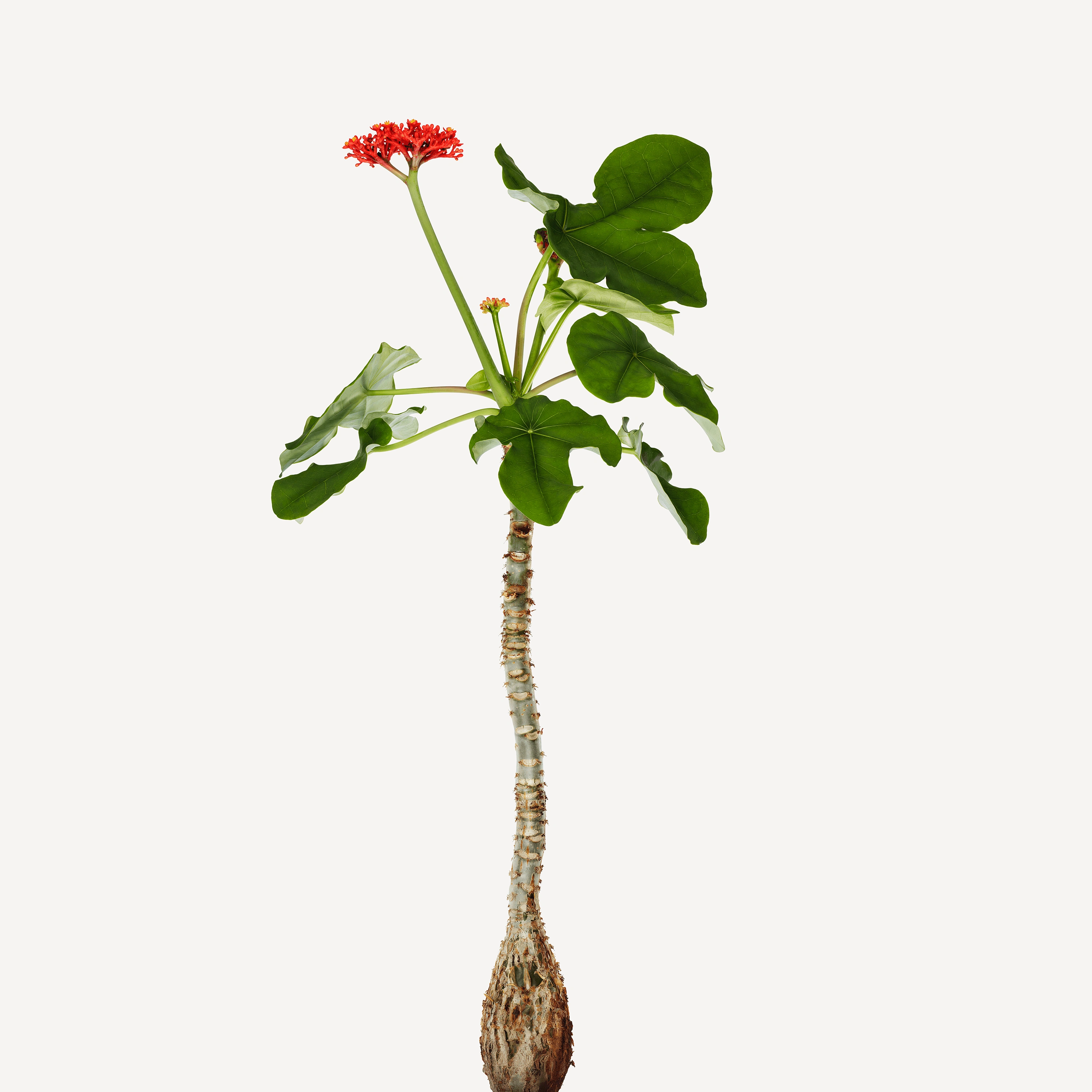 Andrew Zuckerman - Flower - 6