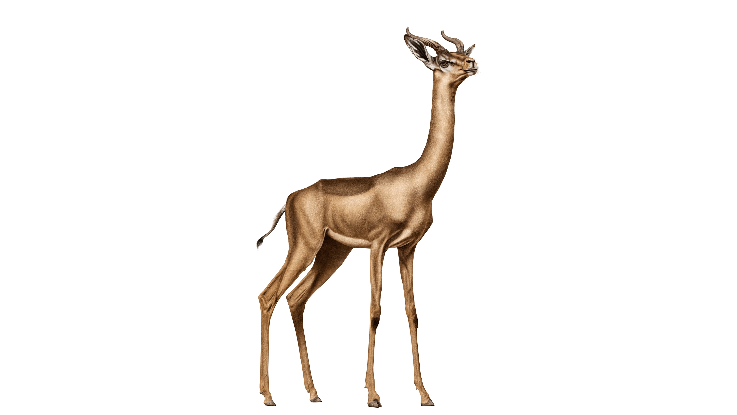 Andrew Zuckerman - Creature - 13