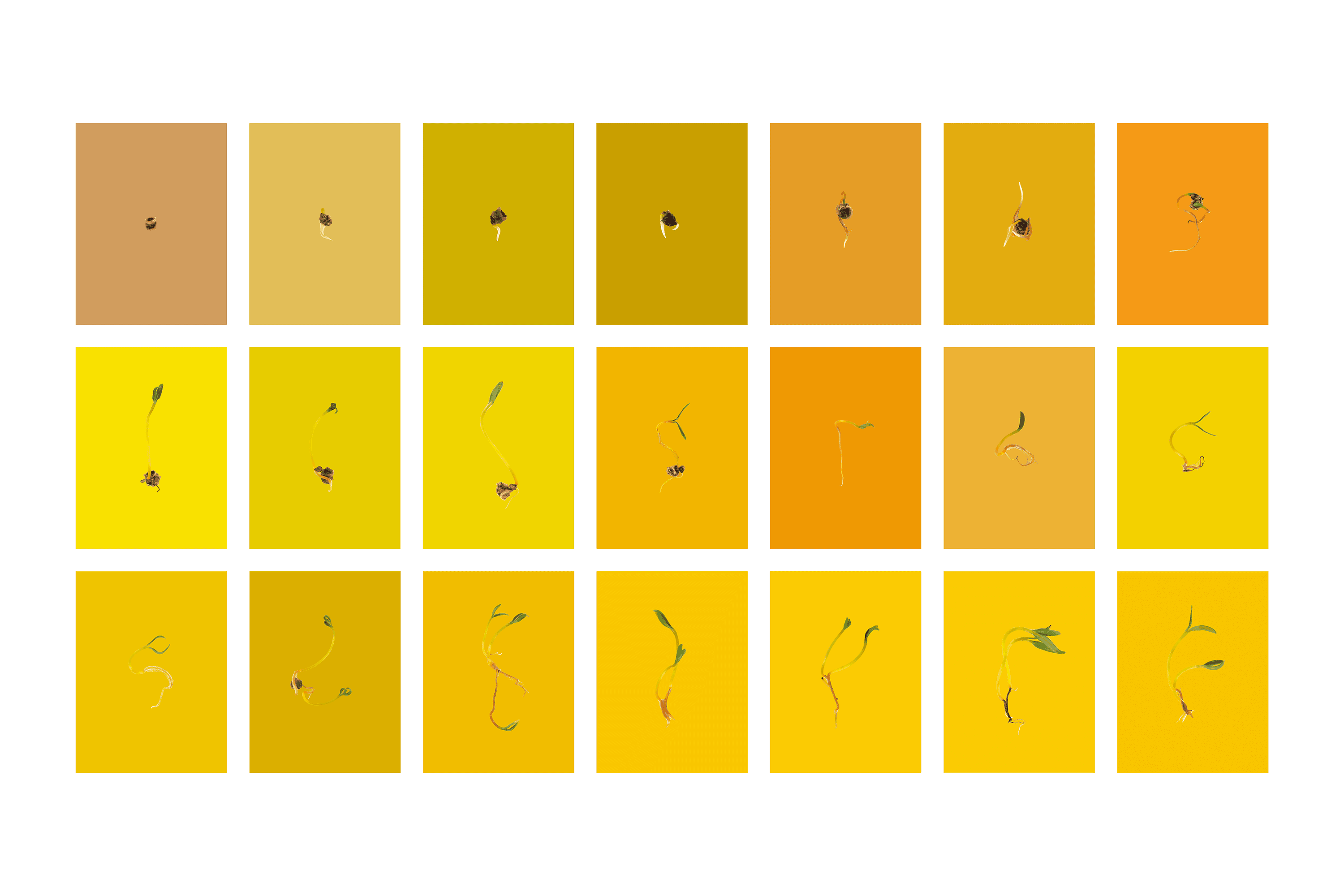 Andrew Zuckerman - Seed - 18