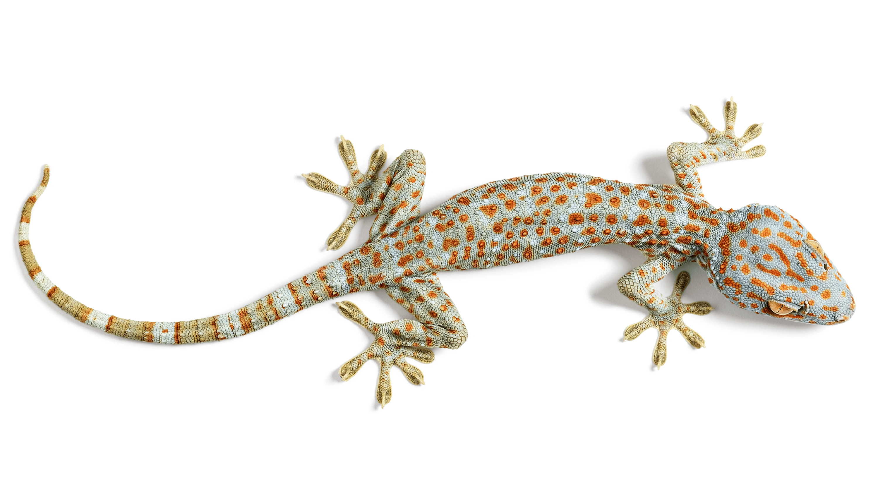 Andrew Zuckerman - Creature - 35