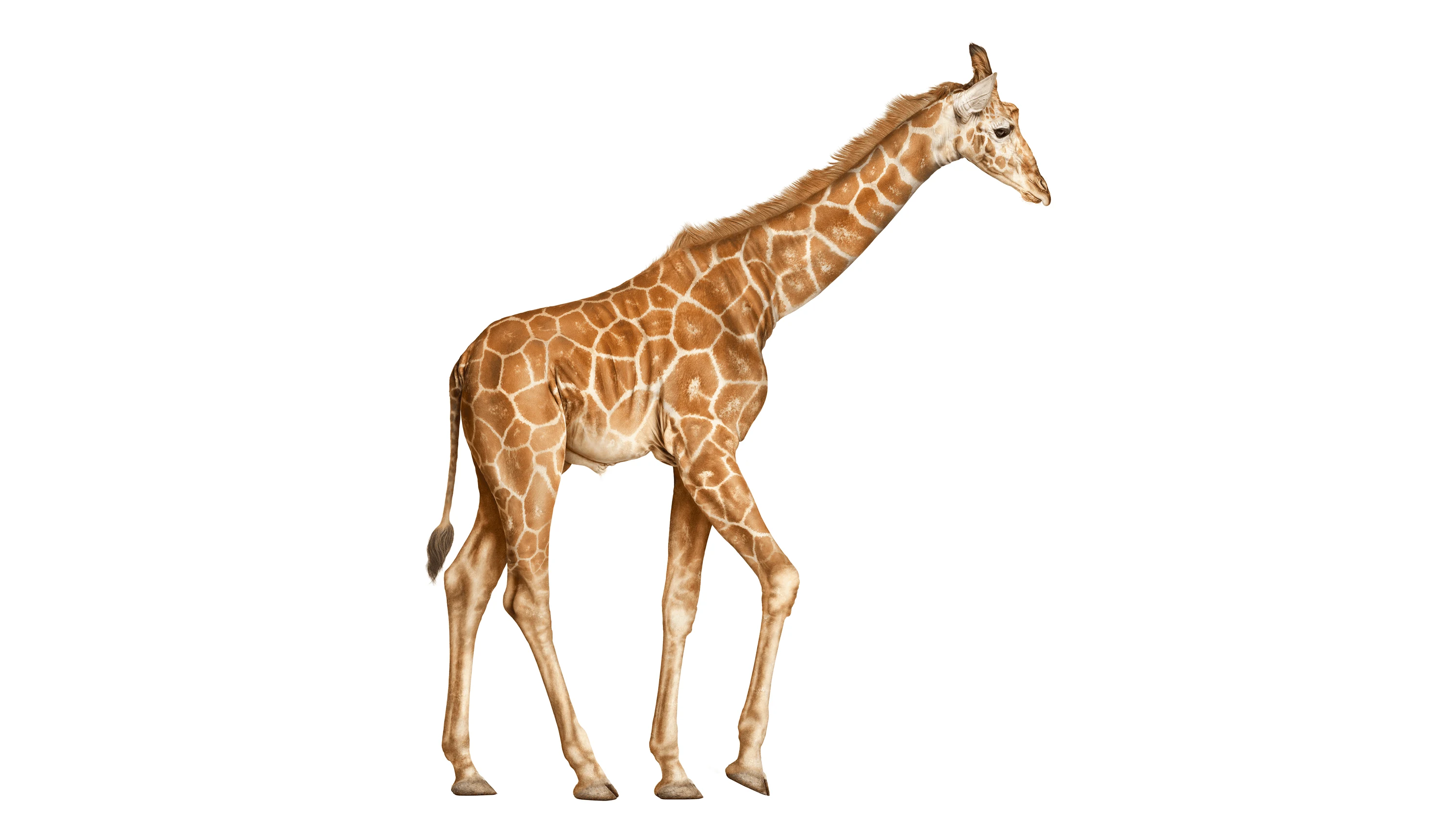 Andrew Zuckerman - Creature - 7