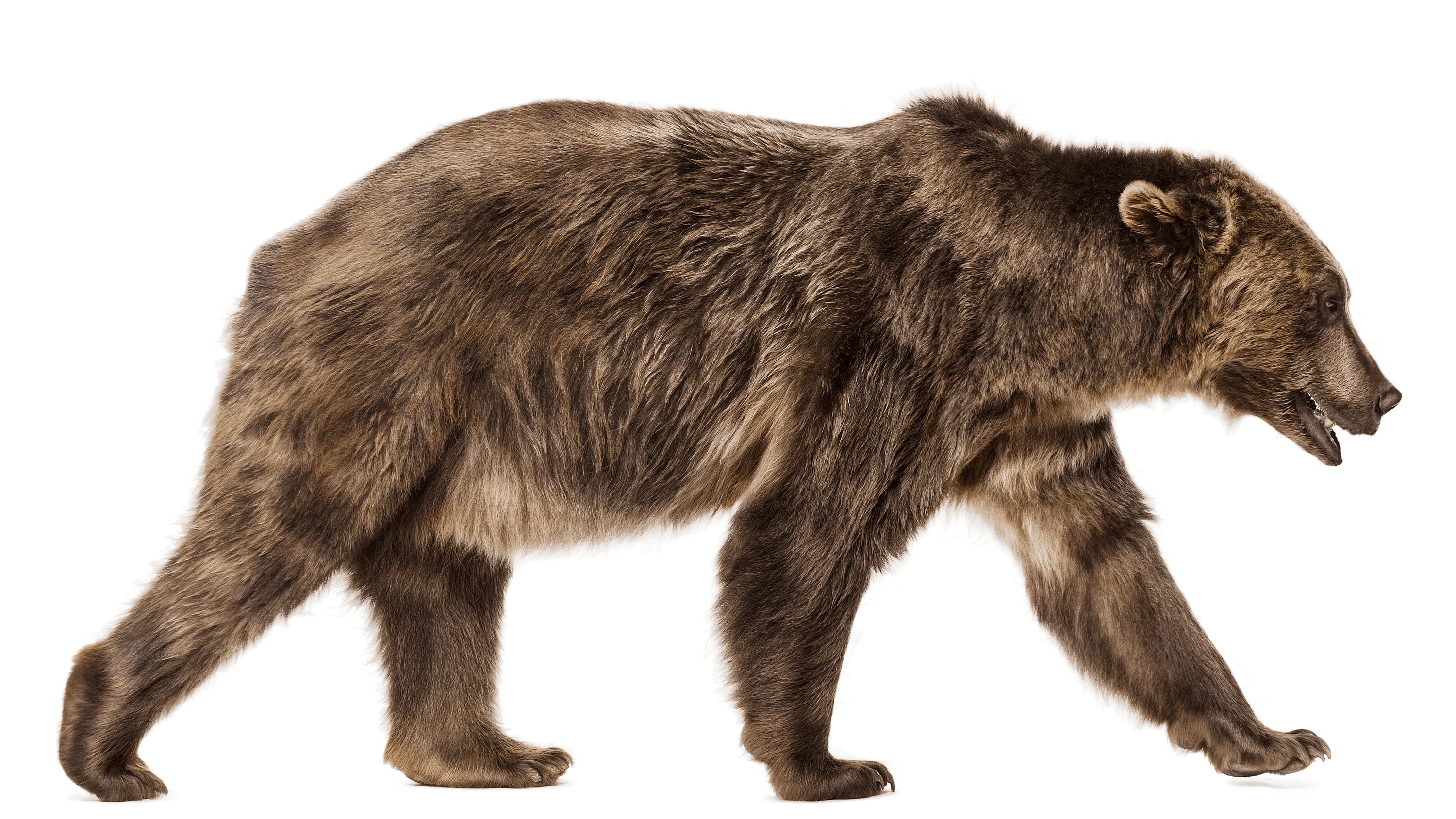 Andrew Zuckerman - Creature - 47