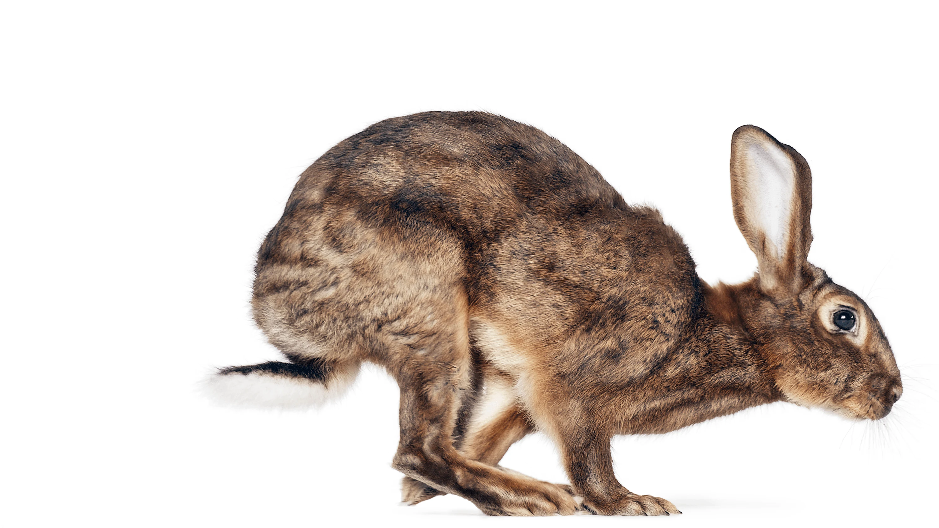 Andrew Zuckerman - Creature - 41