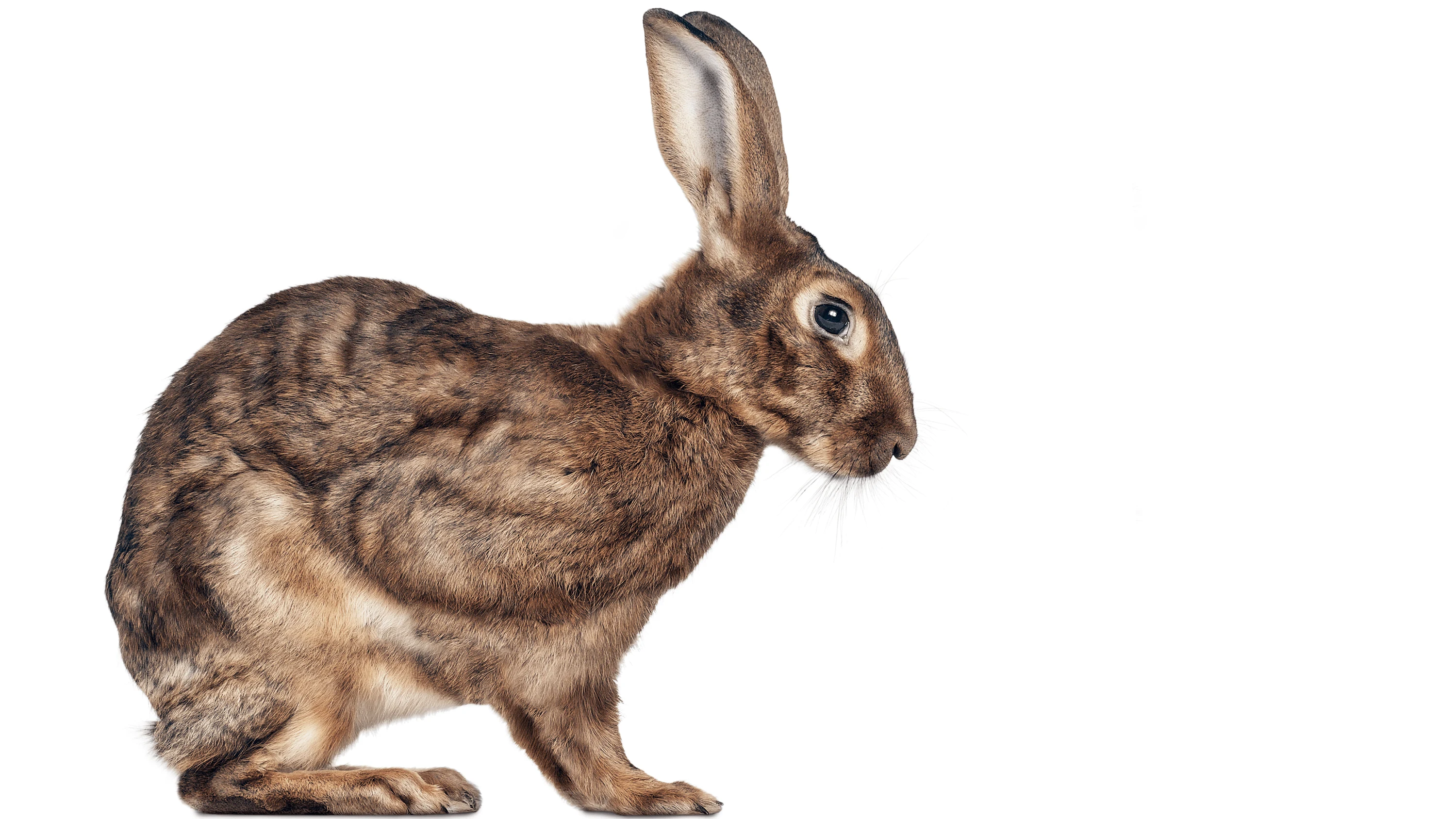 Andrew Zuckerman - Creature - 53