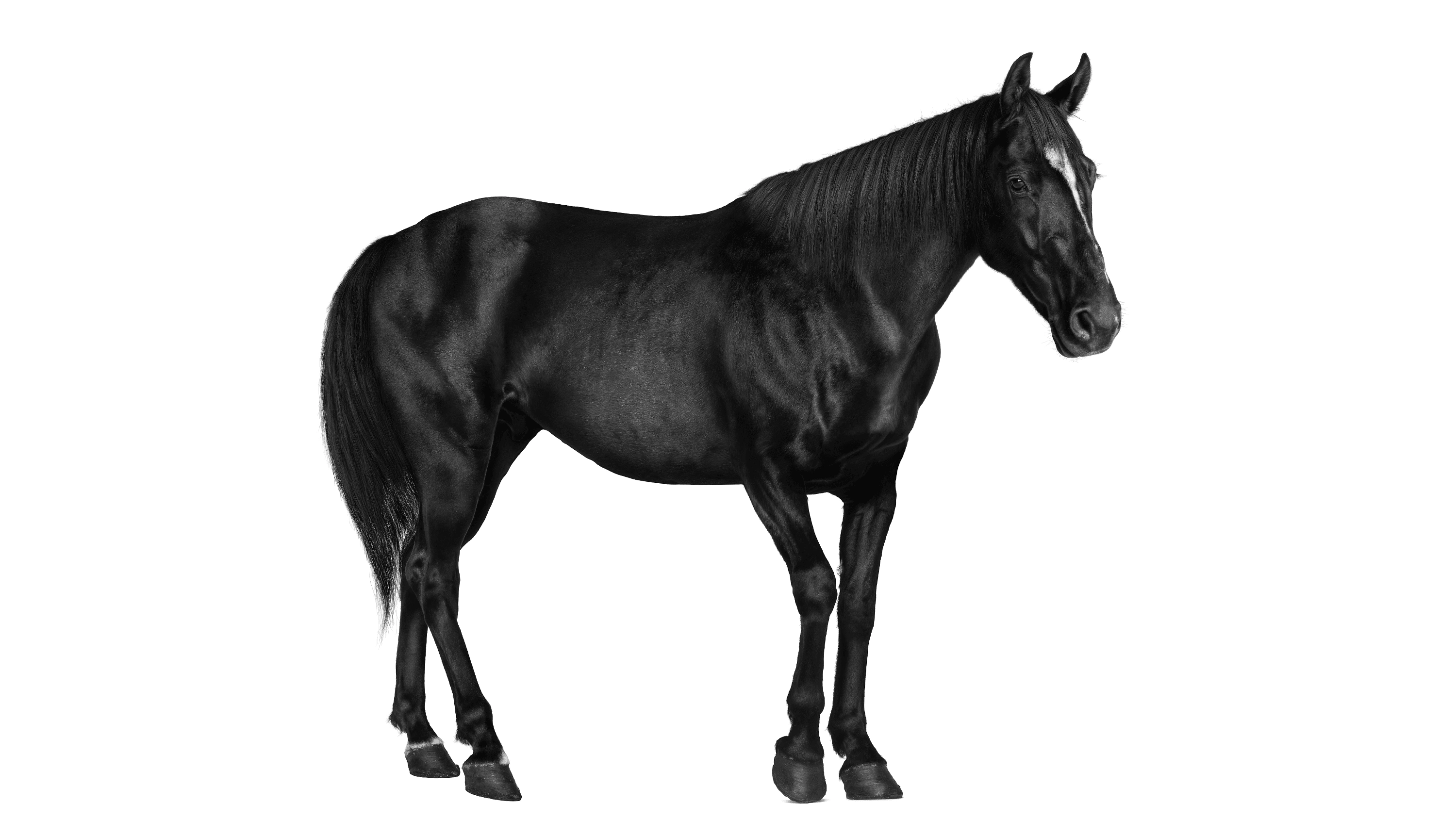 Andrew Zuckerman - Creature - 10