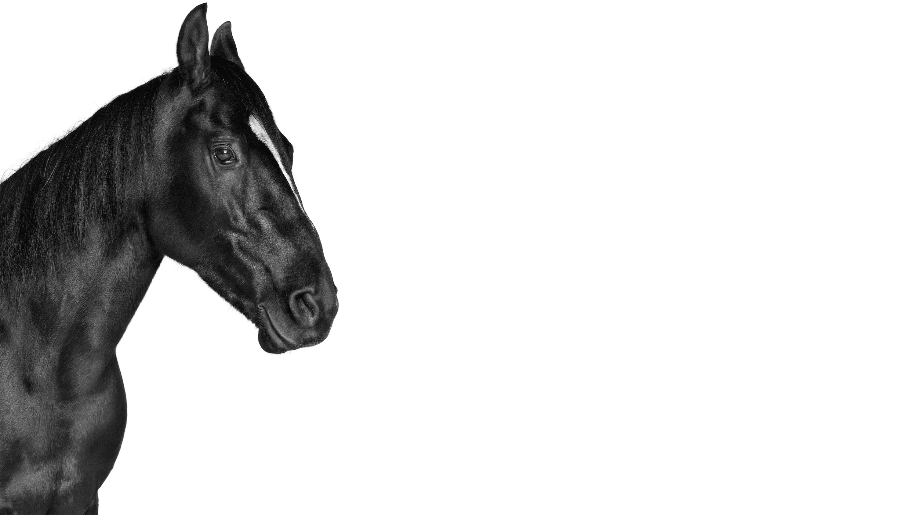 Andrew Zuckerman - Creature - 43