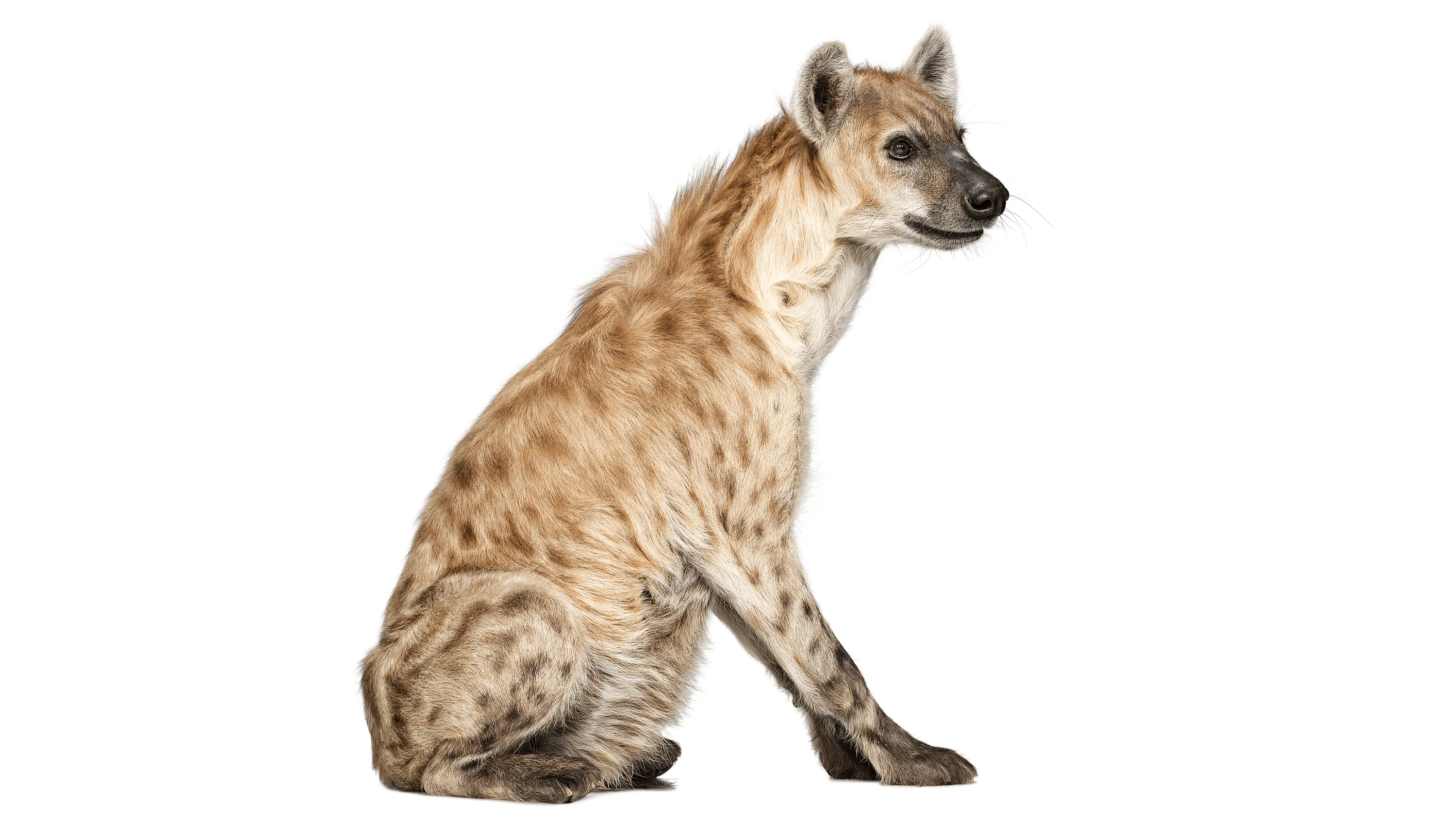 Andrew Zuckerman - Creature - 52