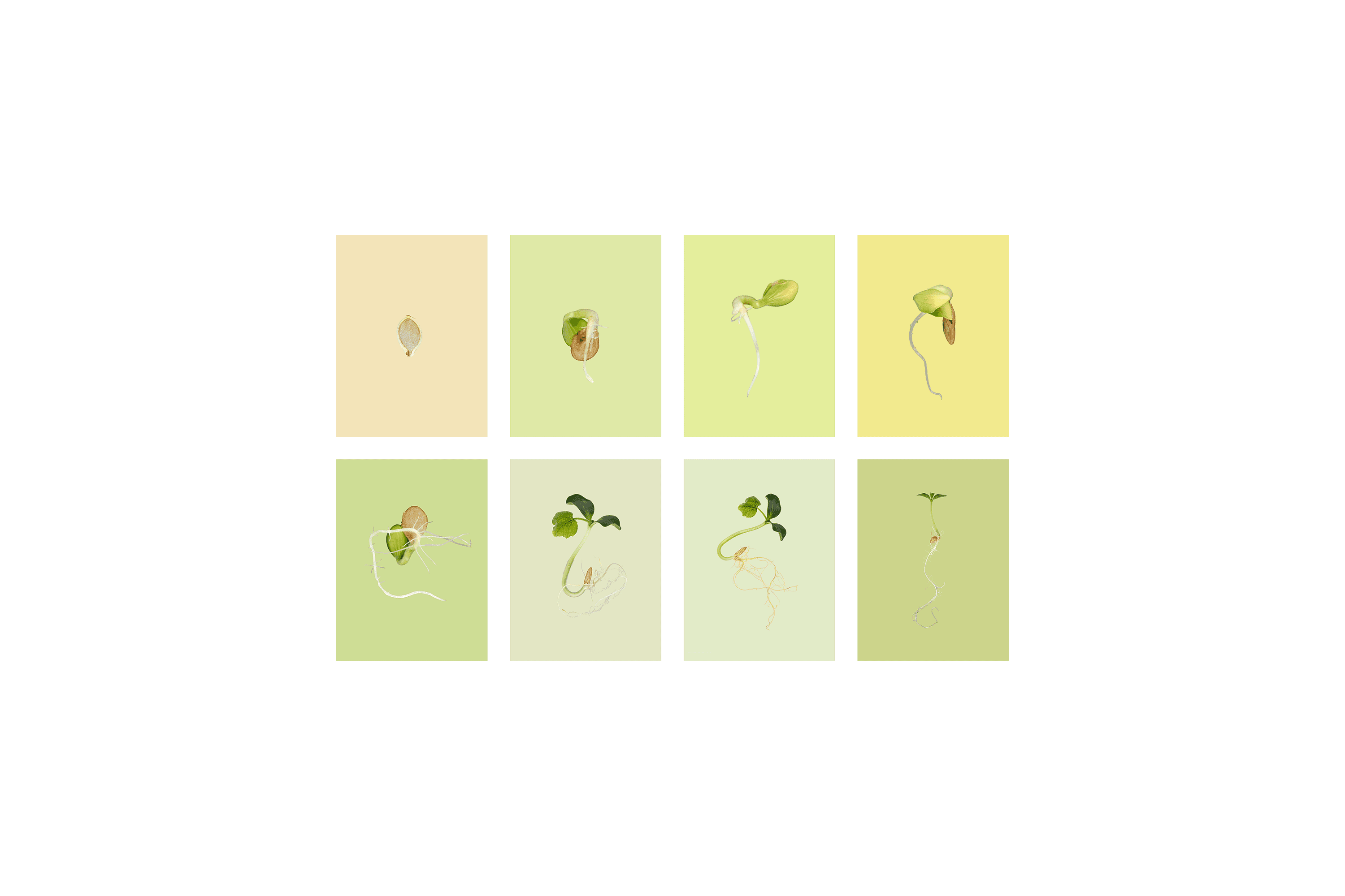 Andrew Zuckerman - Seed - 8
