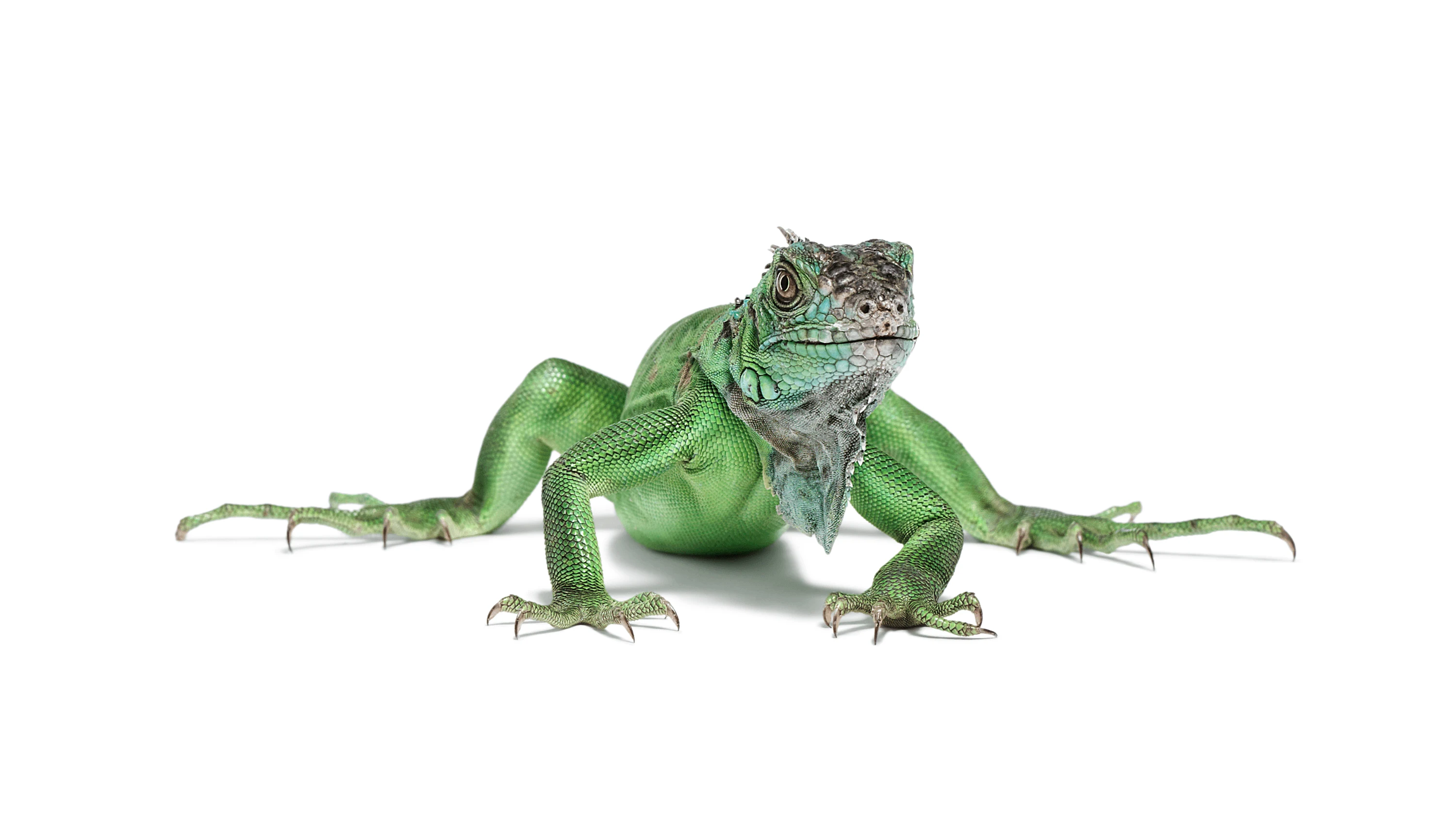 Andrew Zuckerman - Creature - 51