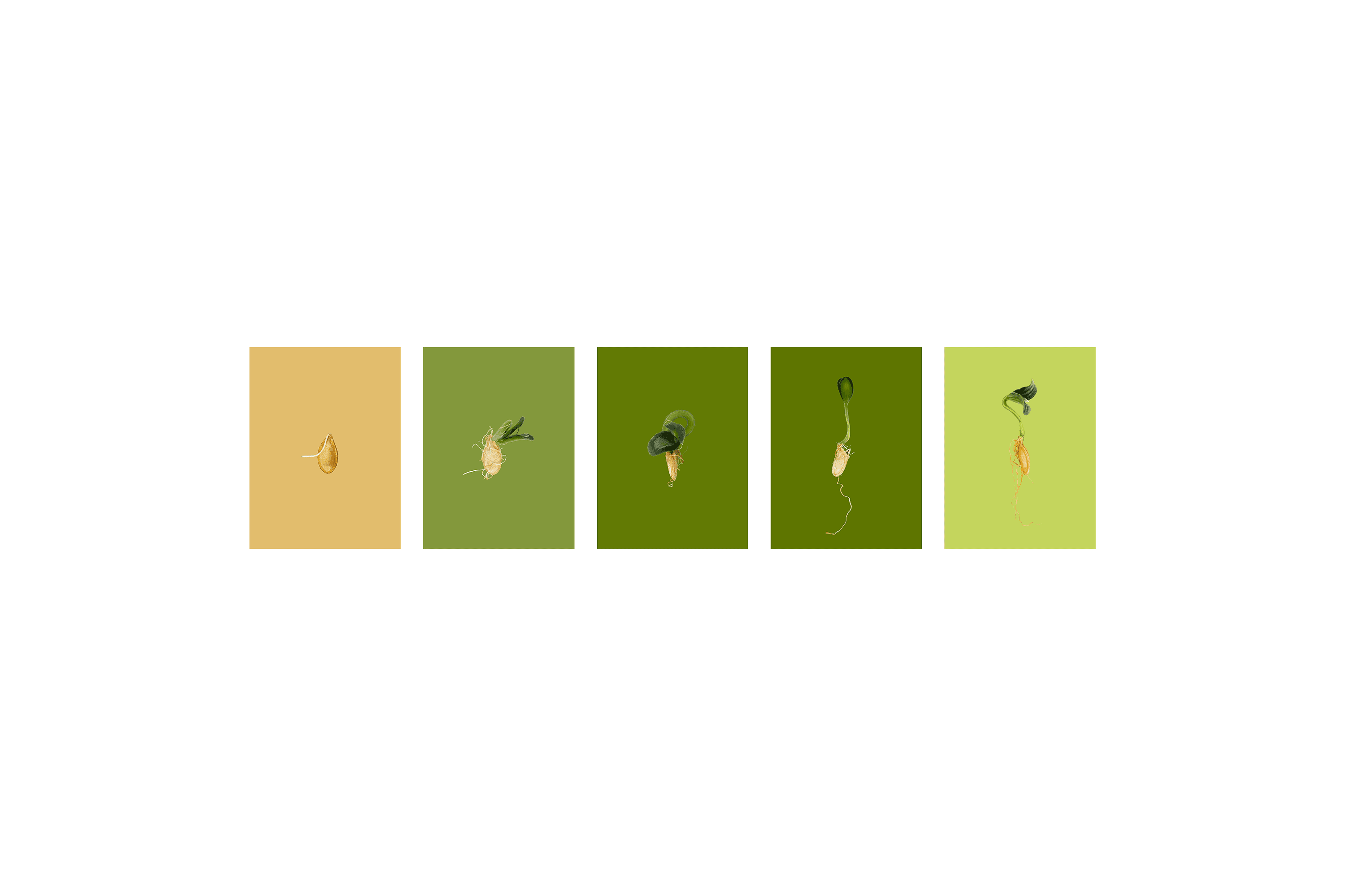 Andrew Zuckerman - Seed - 26