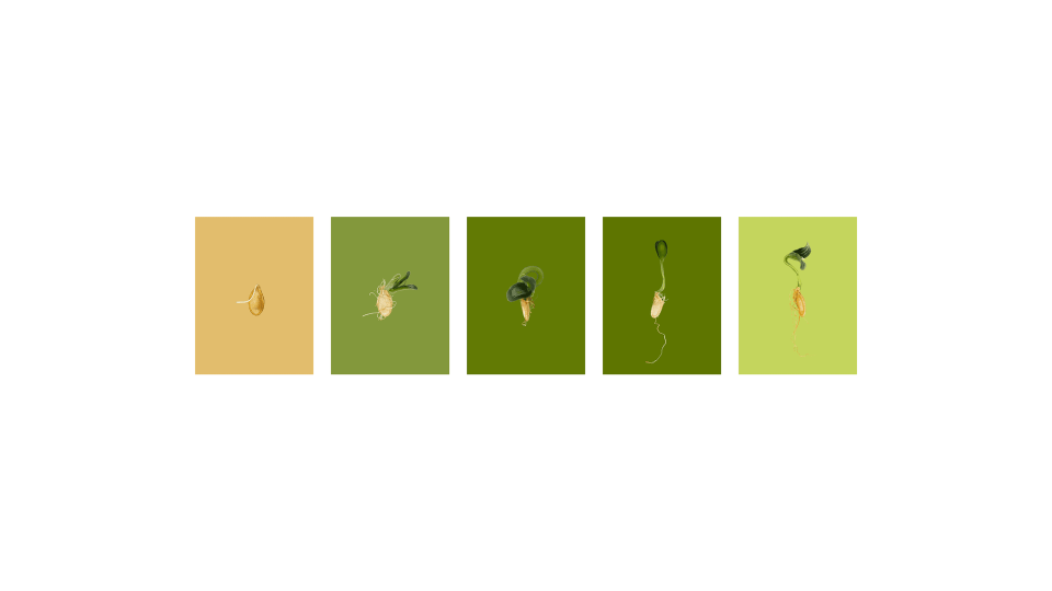 Andrew Zuckerman - Seed - 25