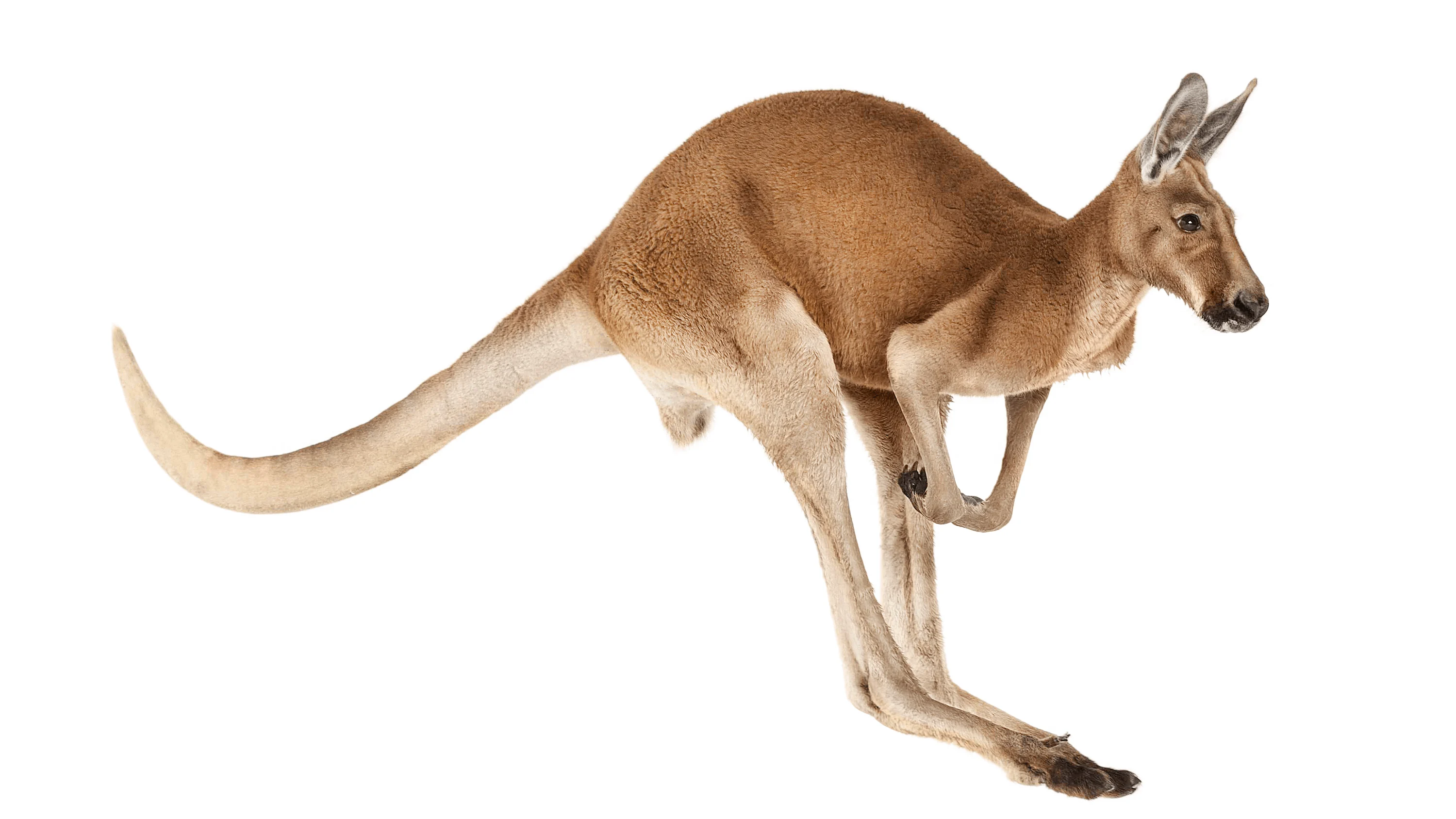 Andrew Zuckerman - Creature - 48