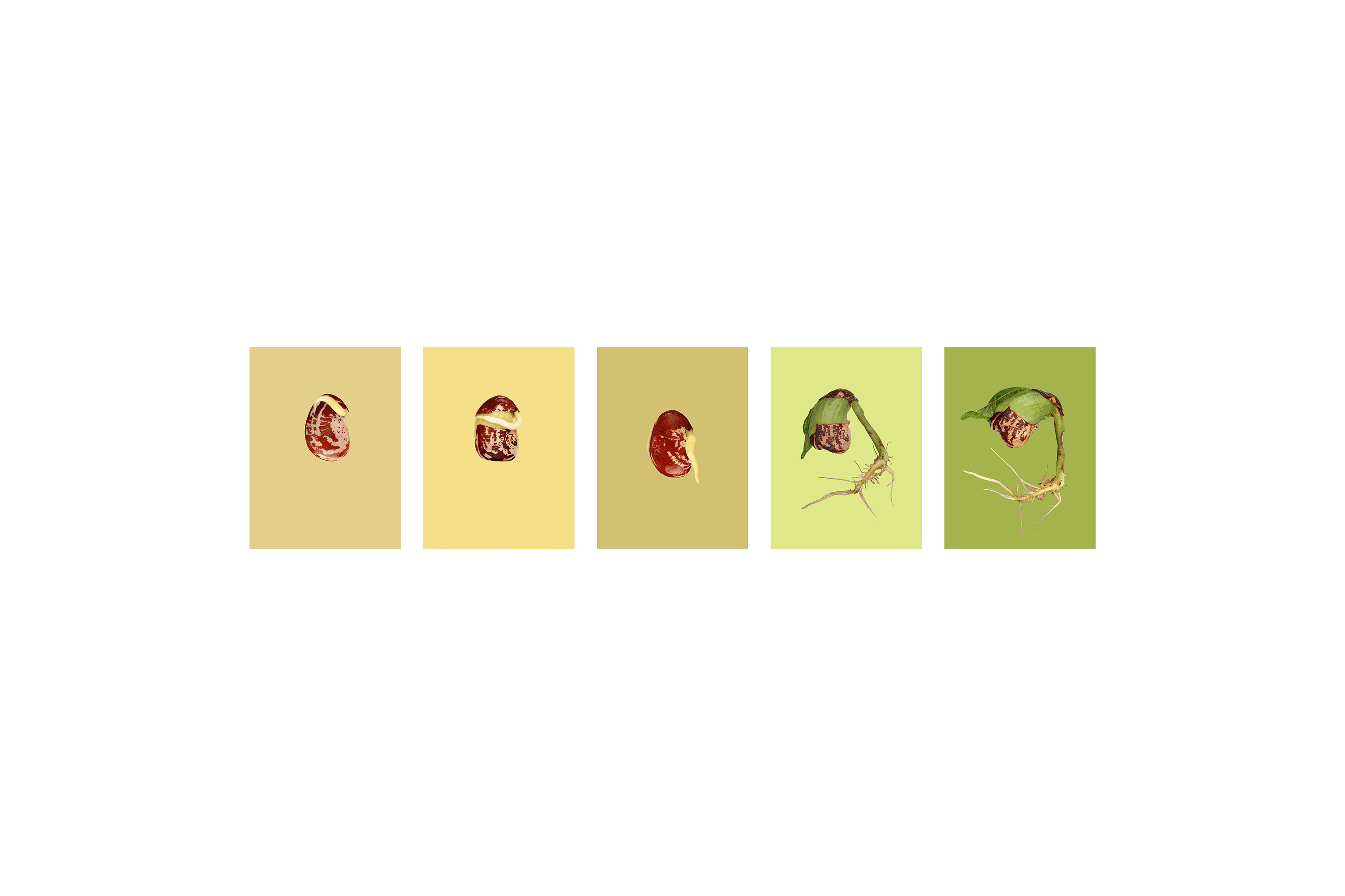Andrew Zuckerman - Seed - 42