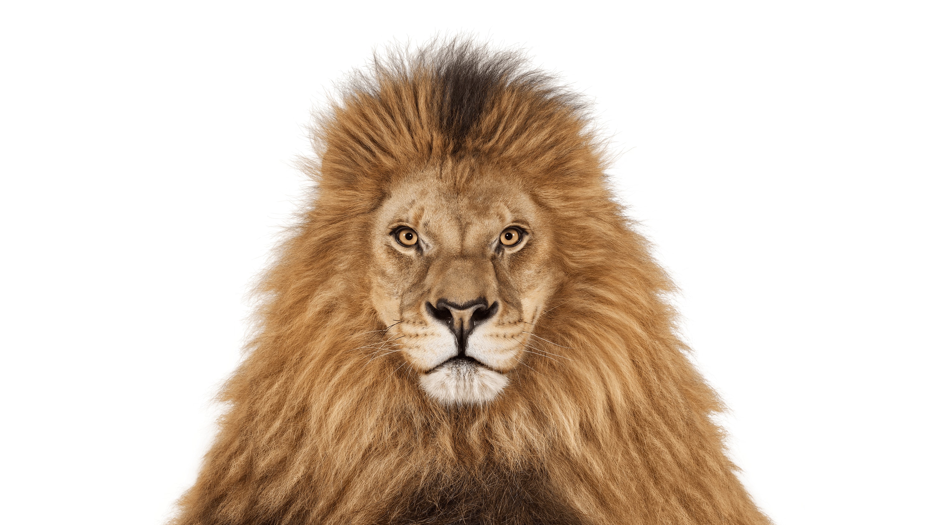 Andrew Zuckerman - Creature - 2