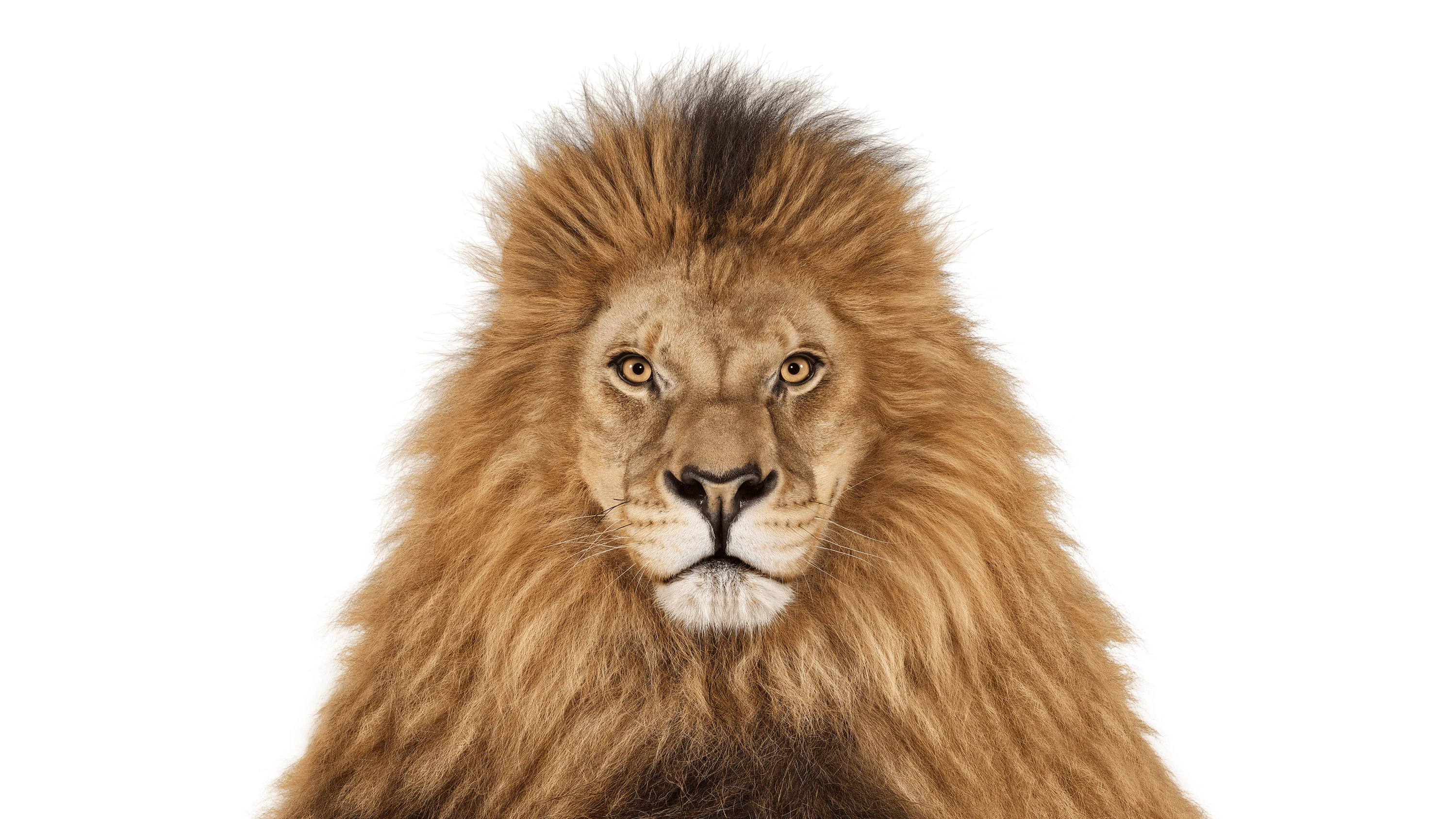 Andrew Zuckerman - Creature - 2