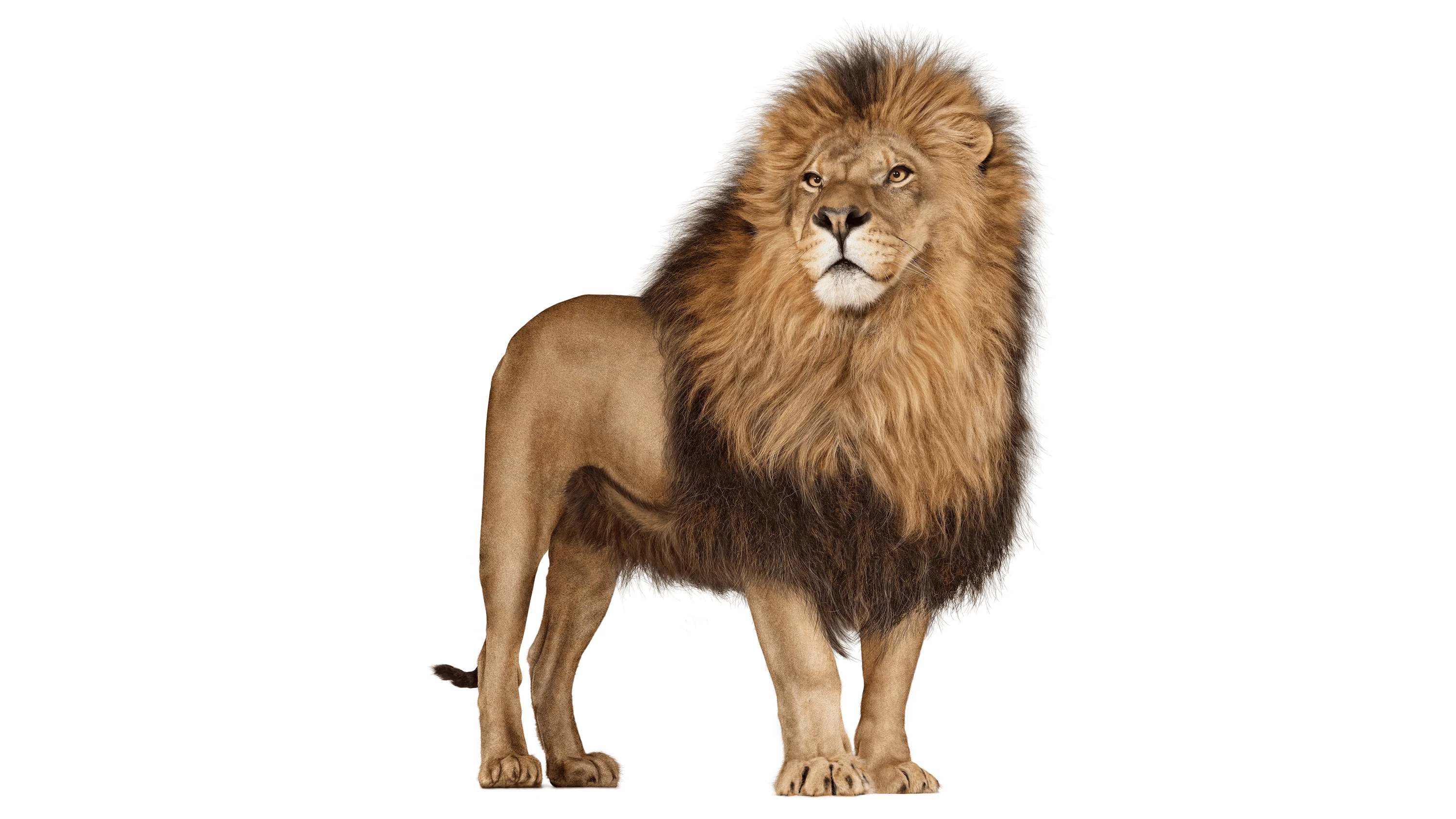 Andrew Zuckerman - Creature - 6