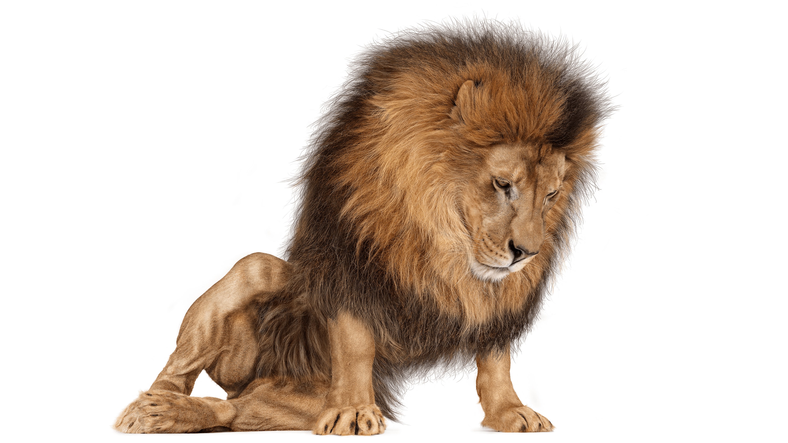 Andrew Zuckerman - Creature - 40