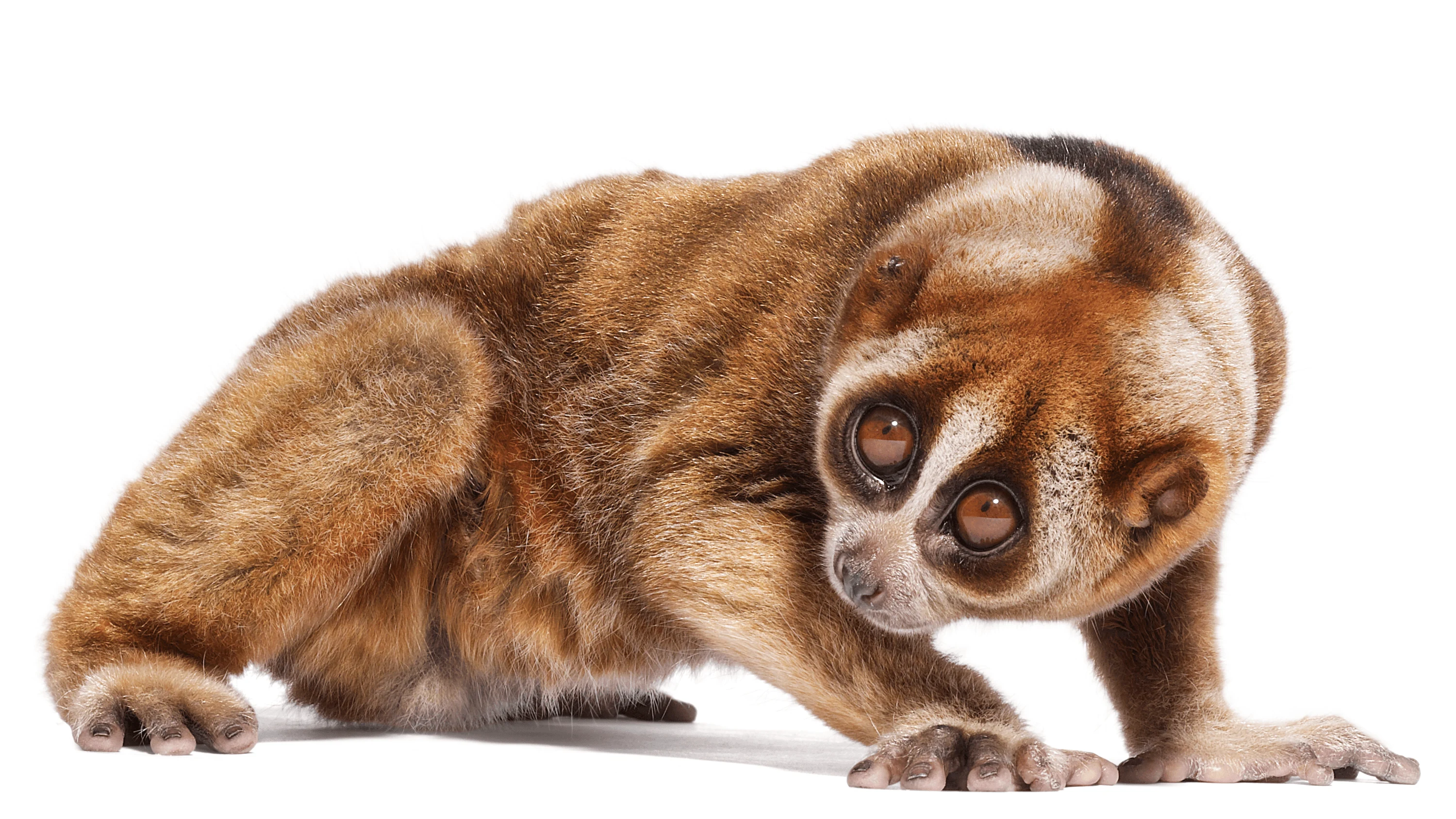 Andrew Zuckerman - Creature - 42