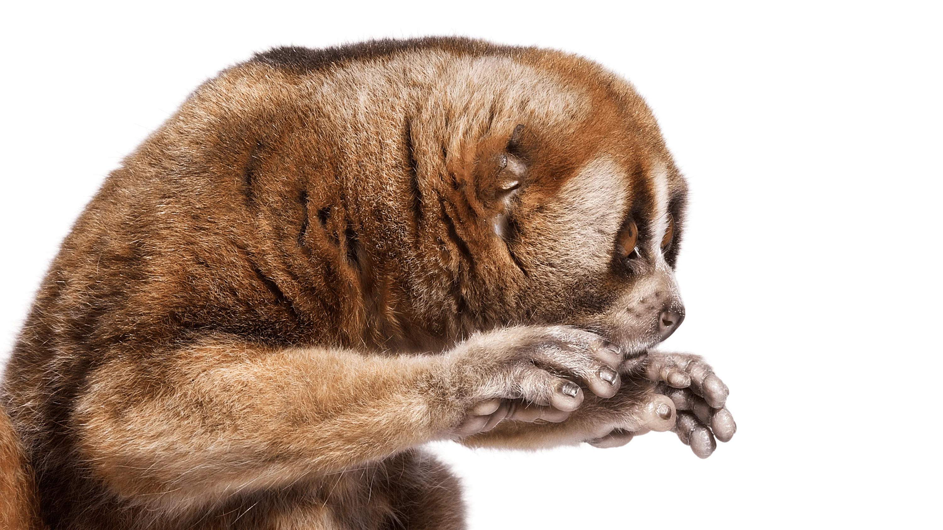 Andrew Zuckerman - Creature - 28