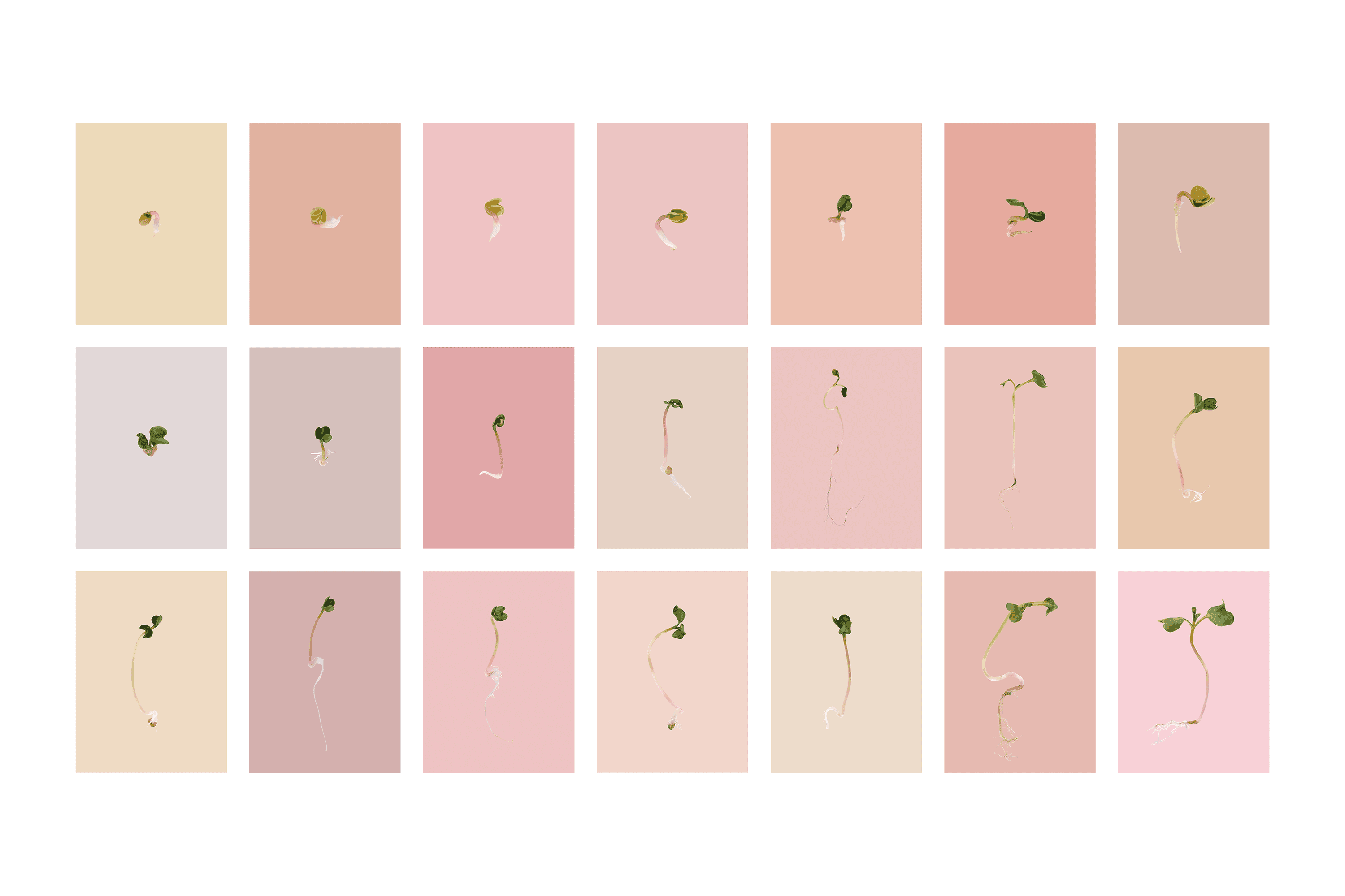 Andrew Zuckerman - Seed - 1