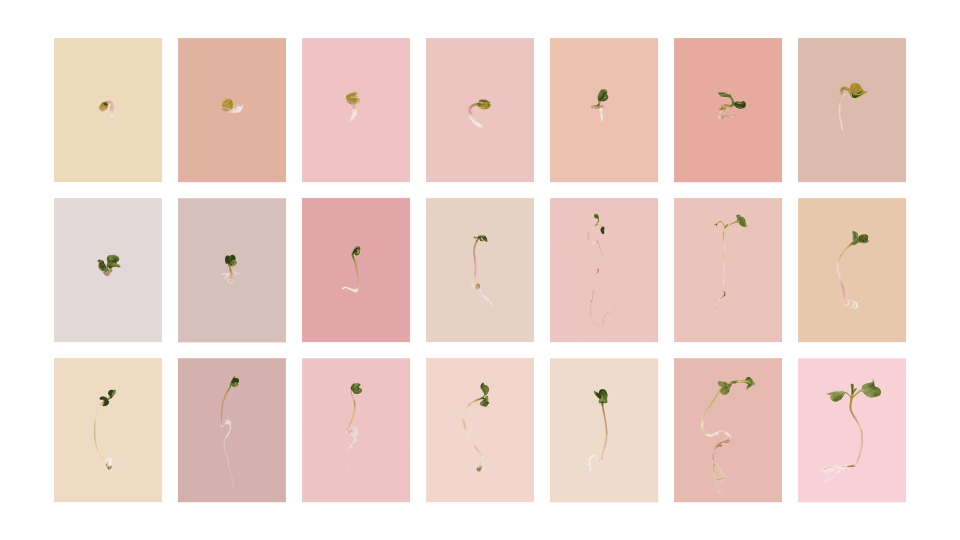 Andrew Zuckerman - Seed - 1