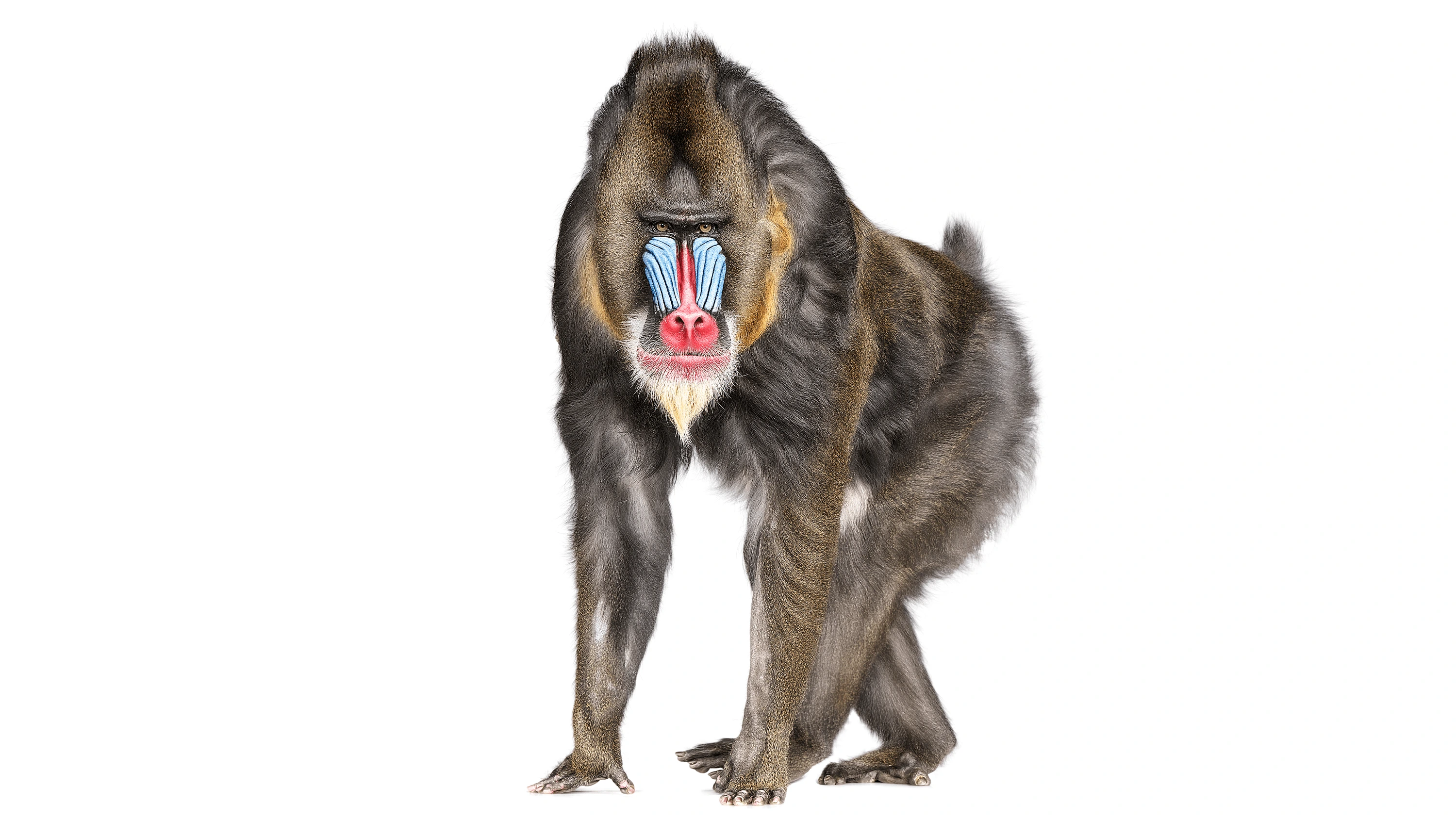 Andrew Zuckerman - Creature - 13