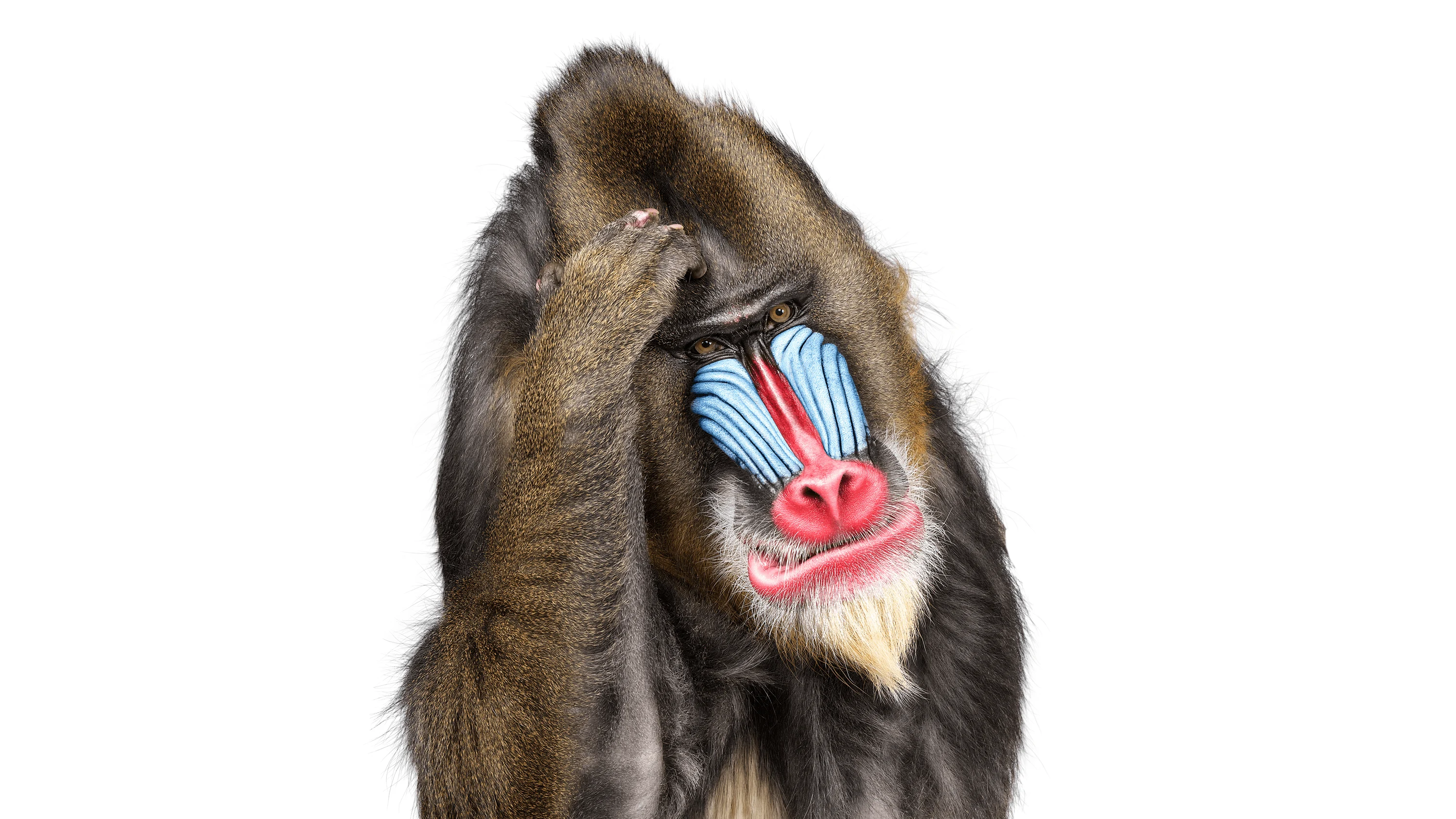 Andrew Zuckerman - Creature - 45