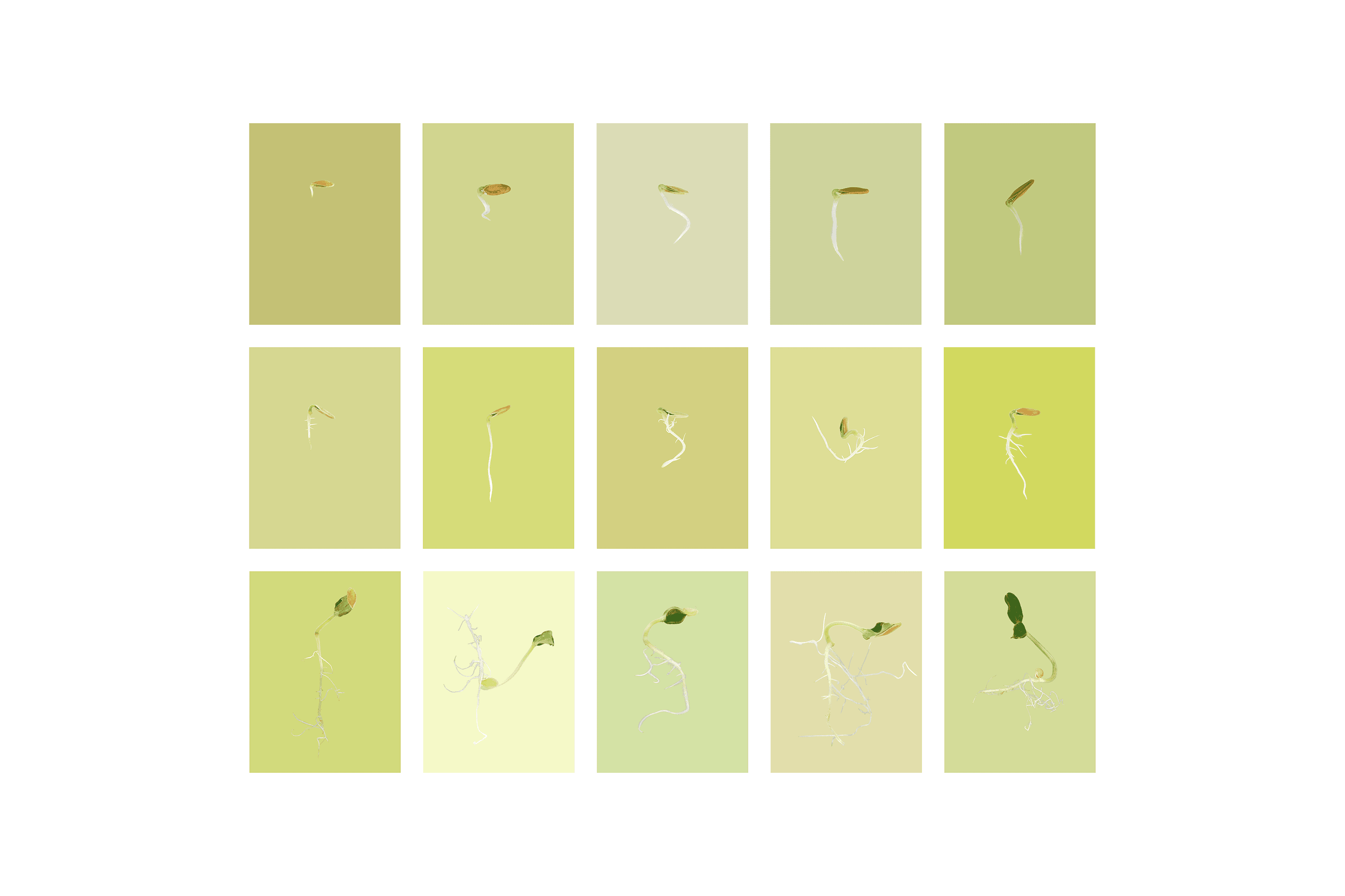 Andrew Zuckerman - Seed - 5