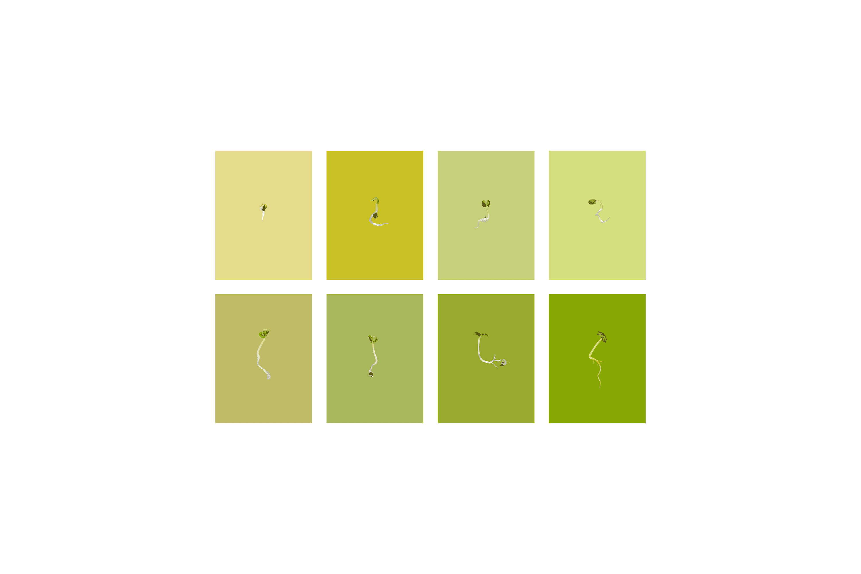 Andrew Zuckerman - Seed - 14