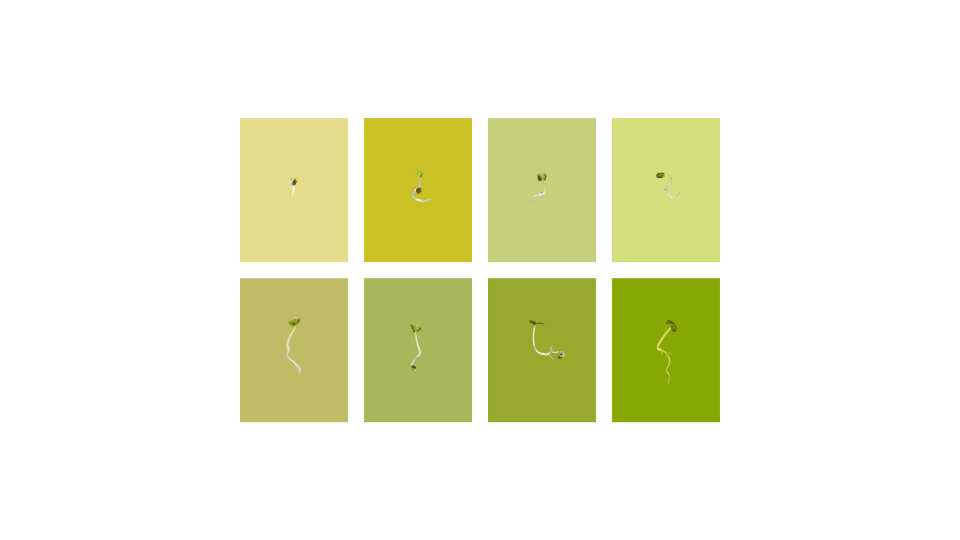 Andrew Zuckerman - Seed - 13