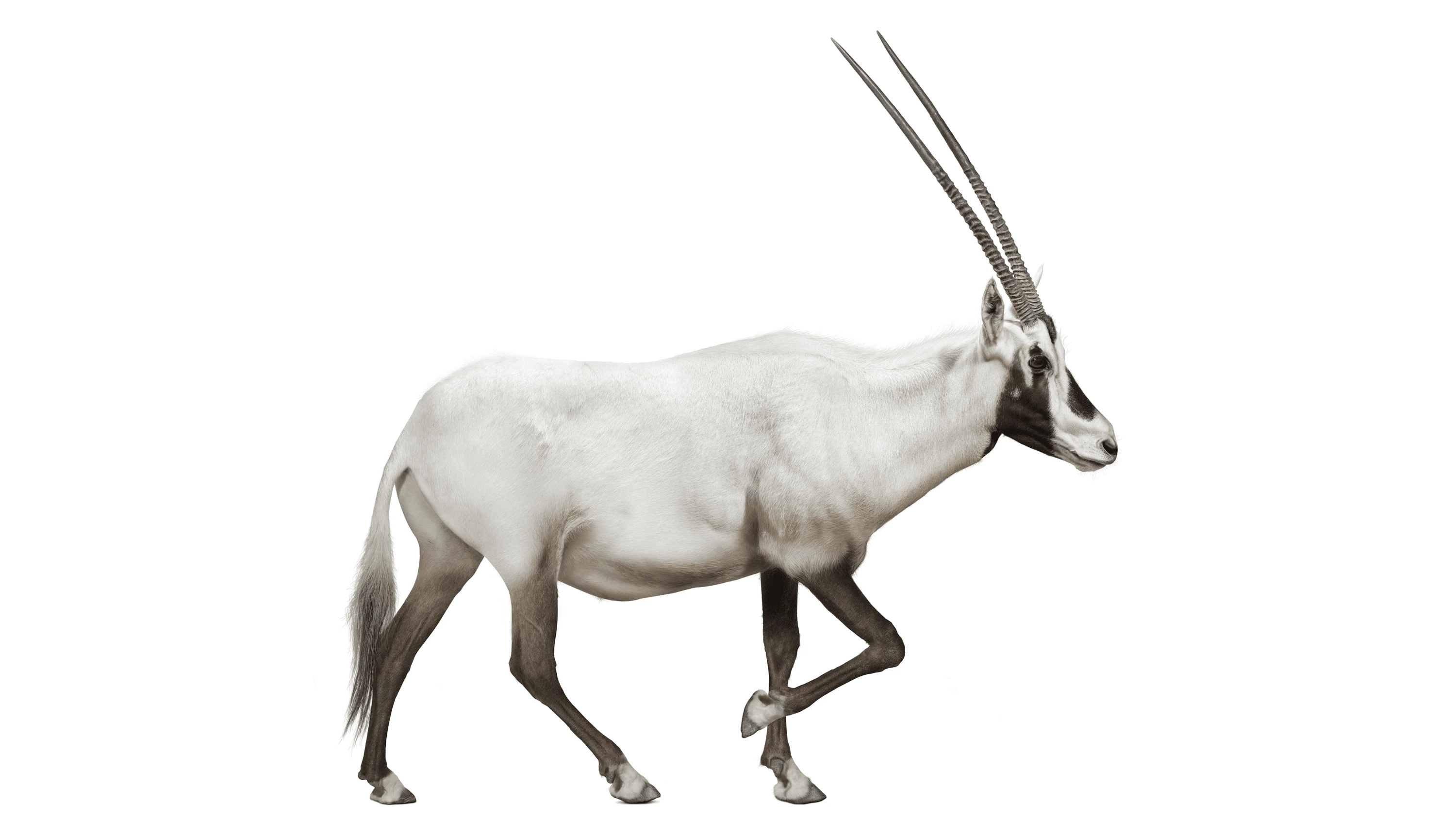 Andrew Zuckerman - Creature - 8