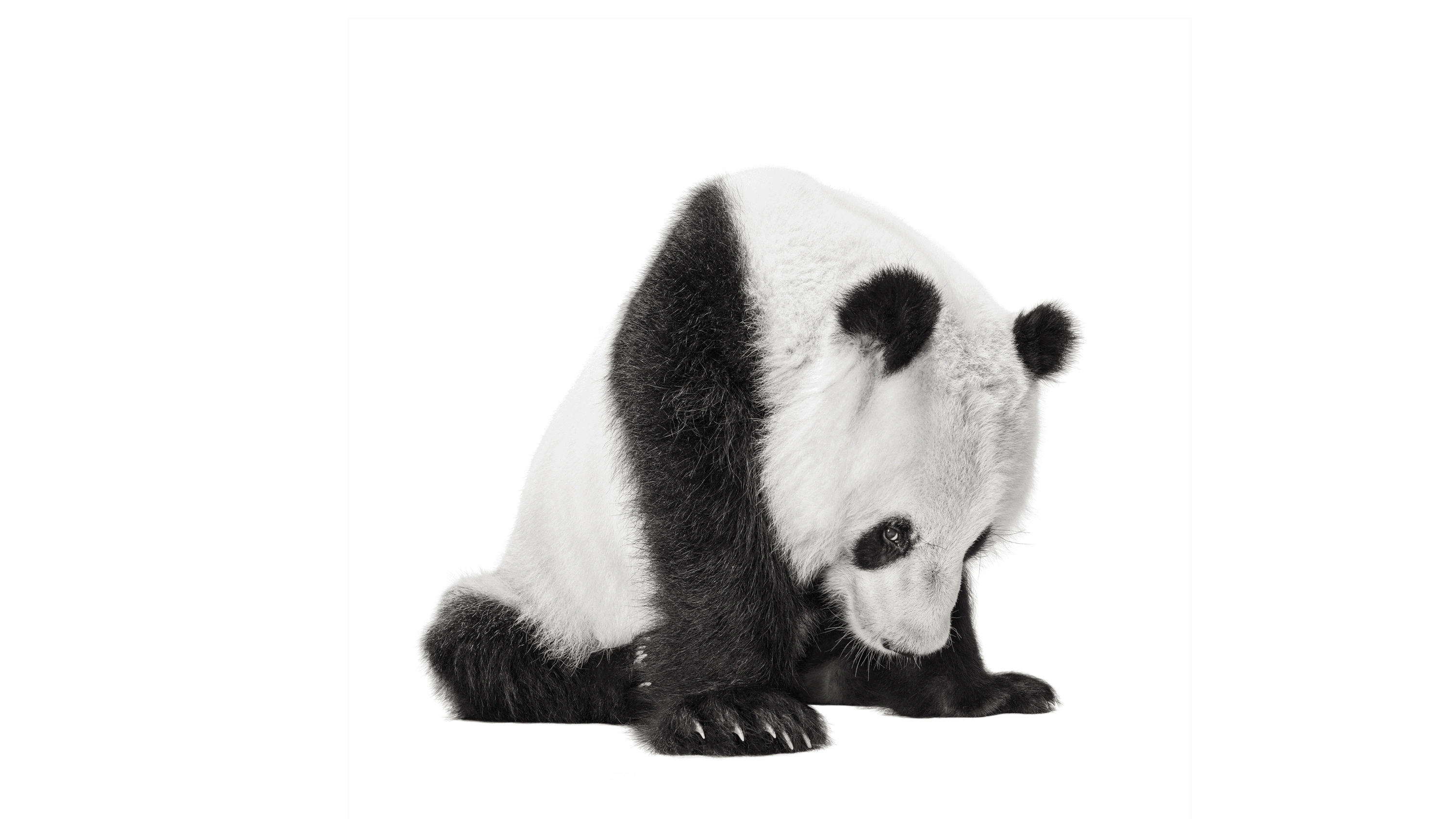 Andrew Zuckerman - Creature - 17