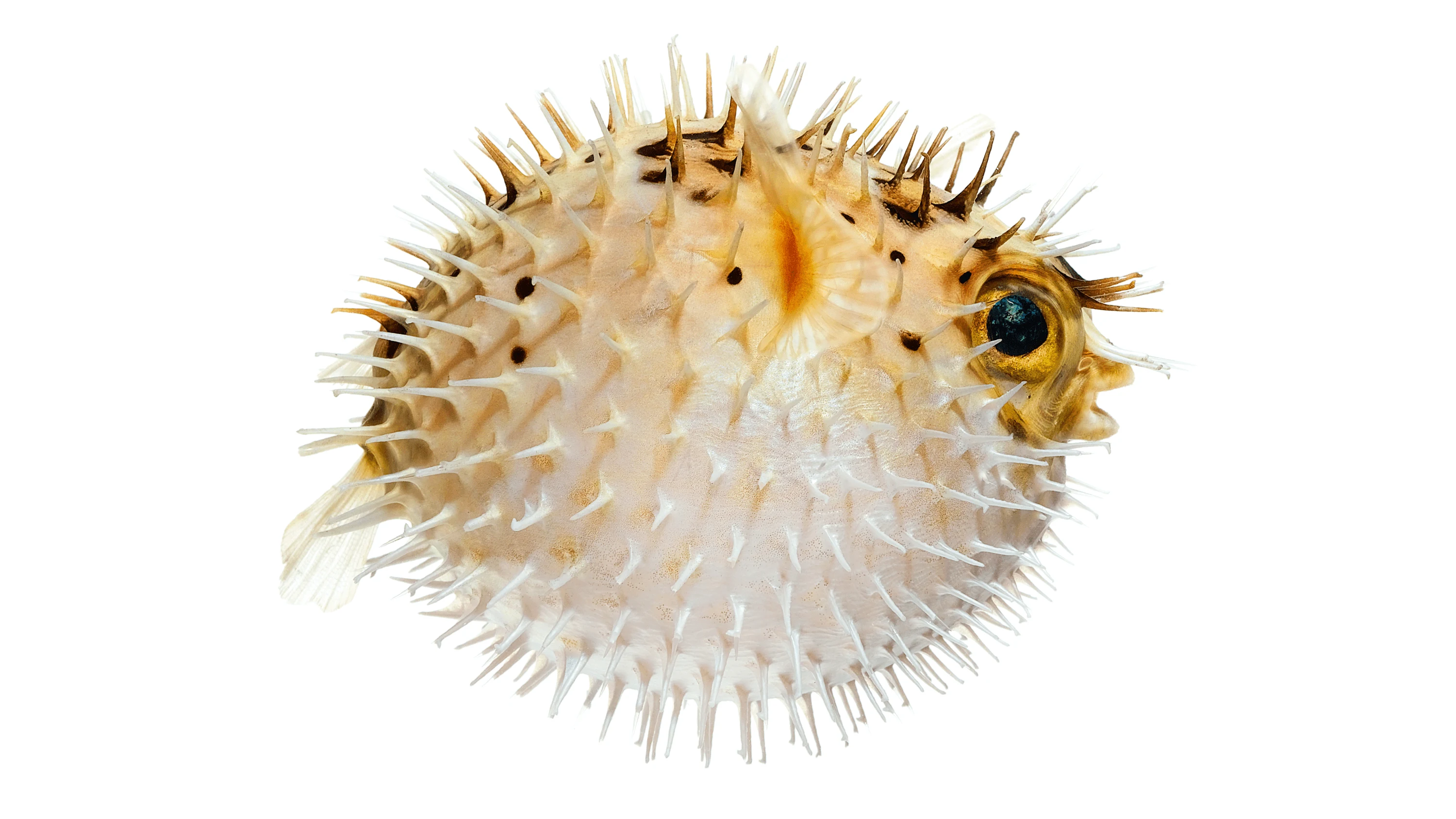 Andrew Zuckerman - Creature - 37