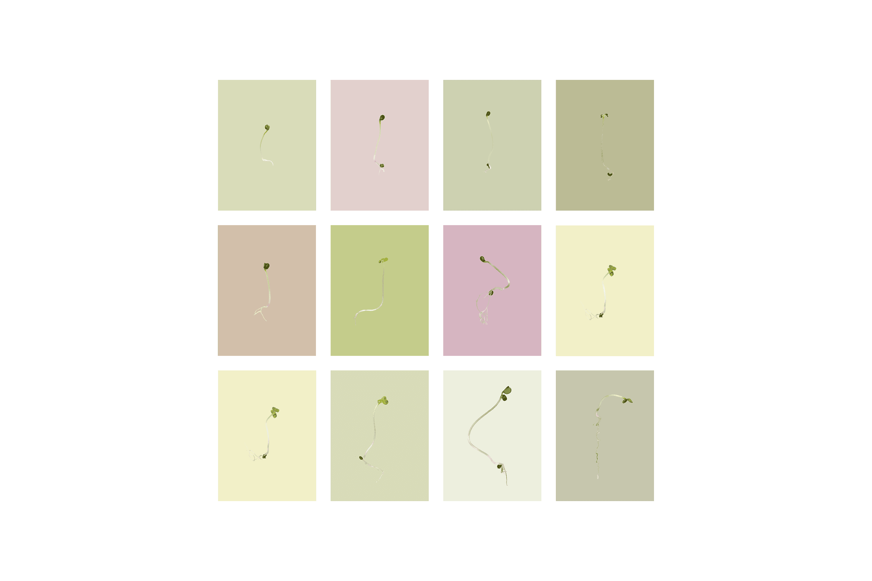 Andrew Zuckerman - Seed - 28