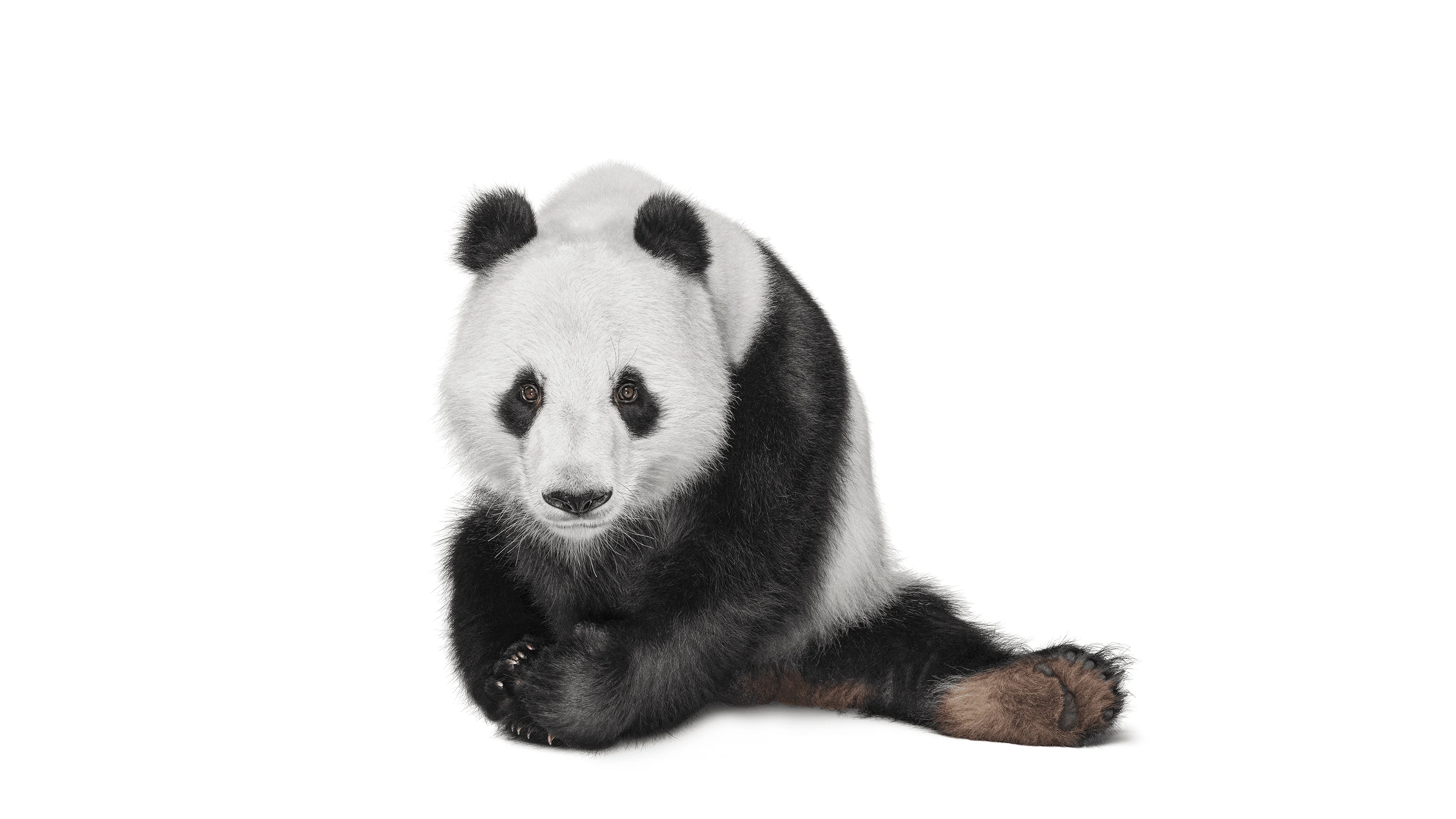 Andrew Zuckerman - Creature - 18