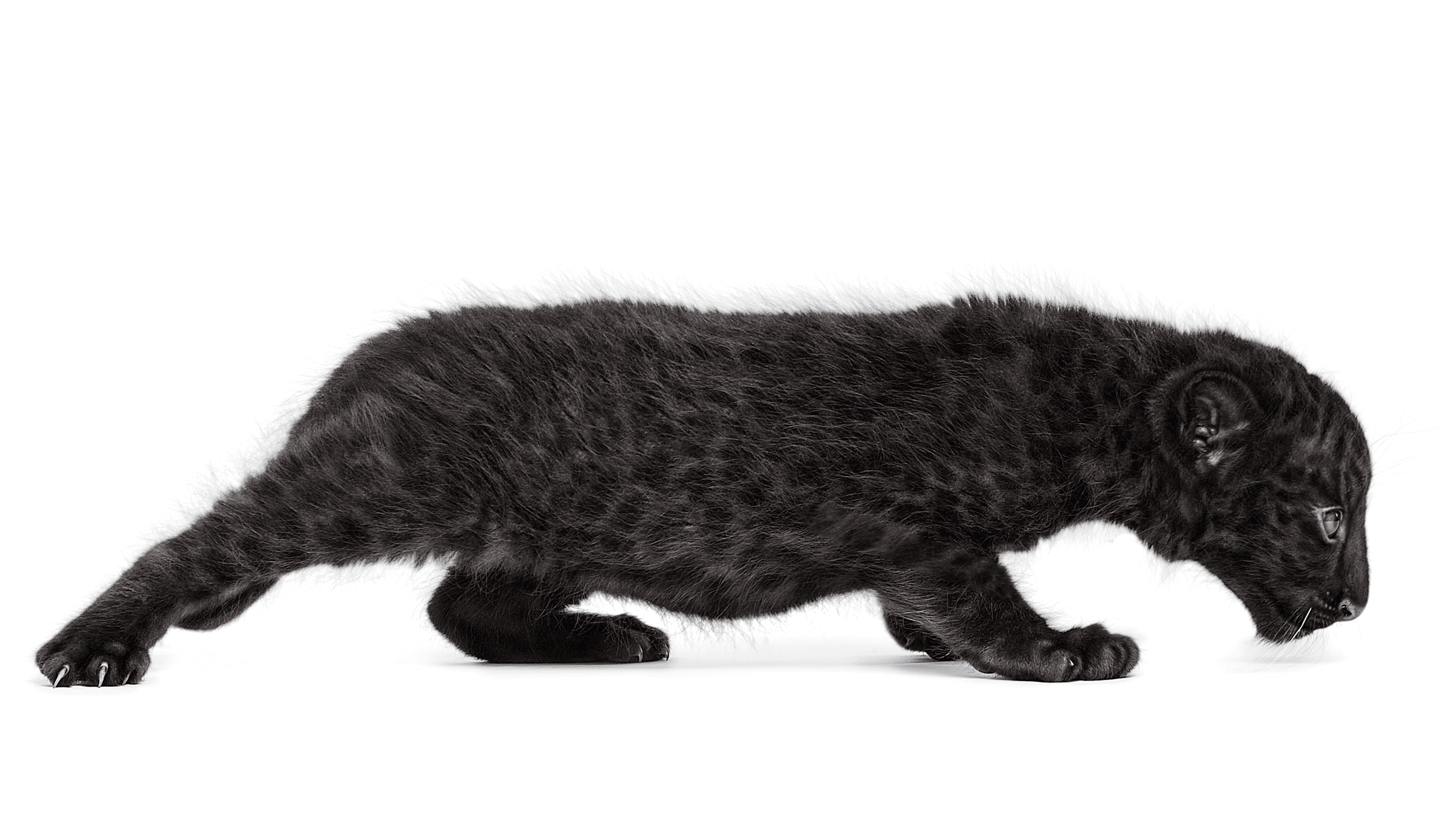 Andrew Zuckerman - Creature - 21
