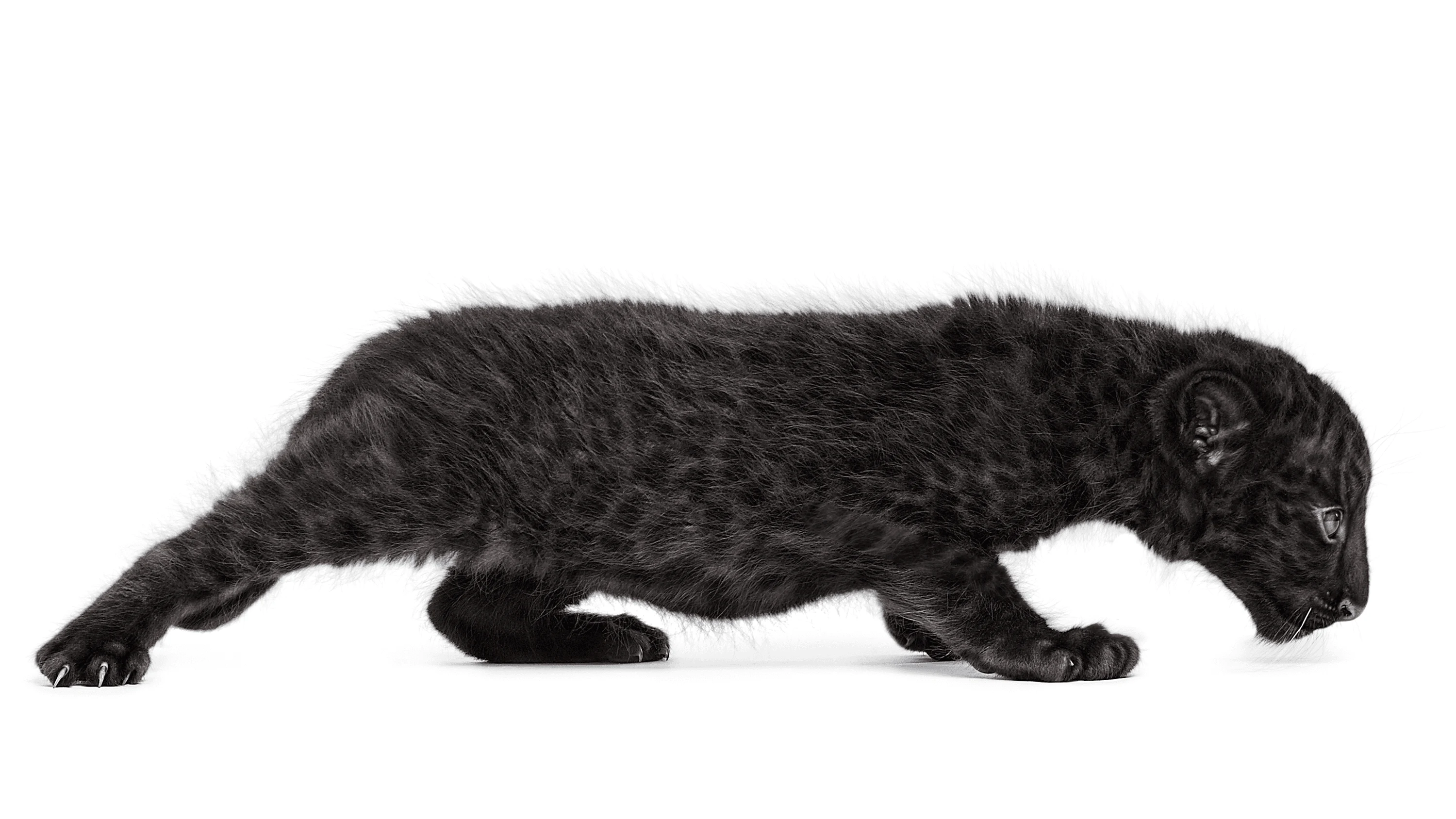 Andrew Zuckerman - Creature - 22