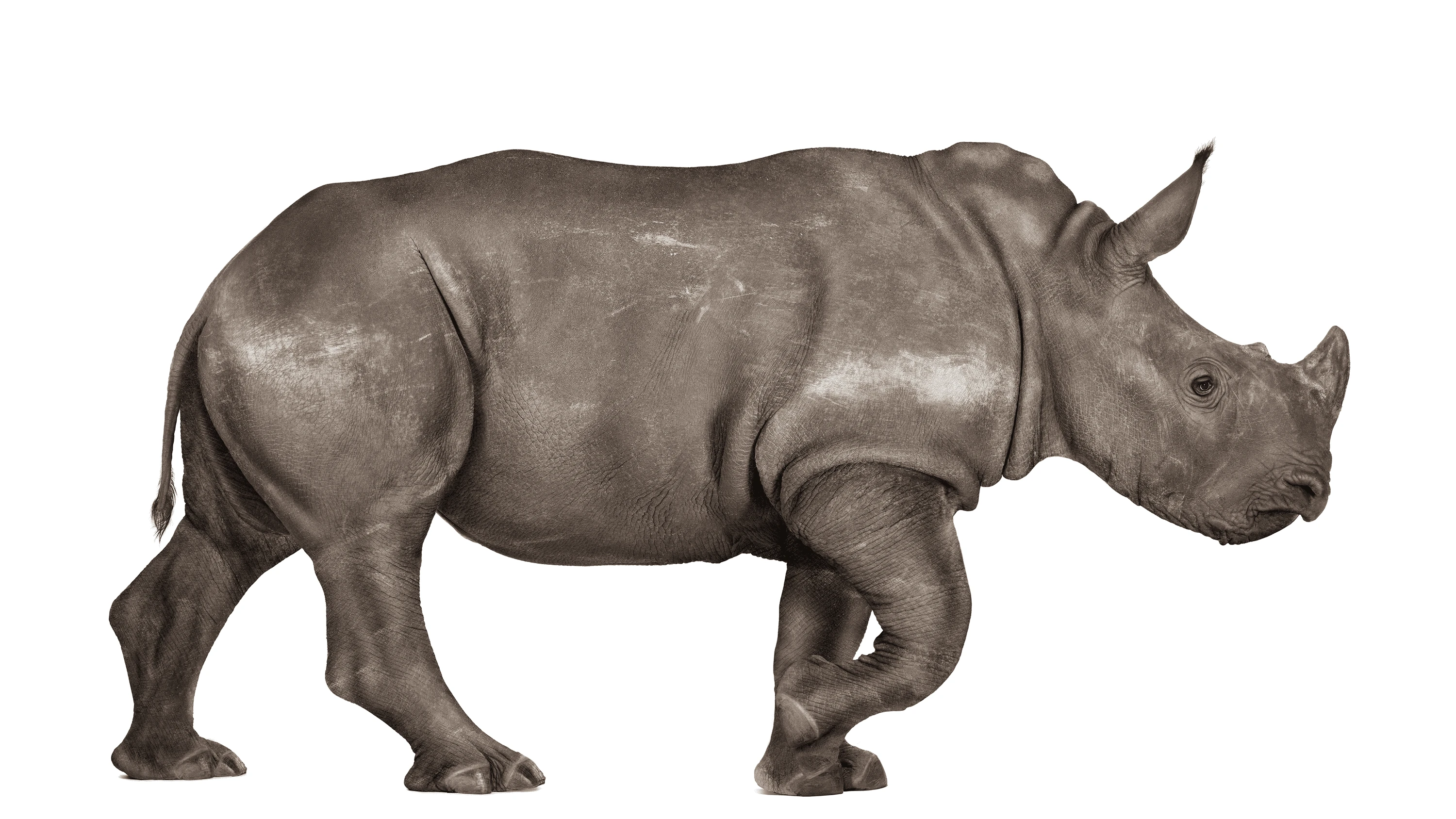 Andrew Zuckerman - Creature - 1