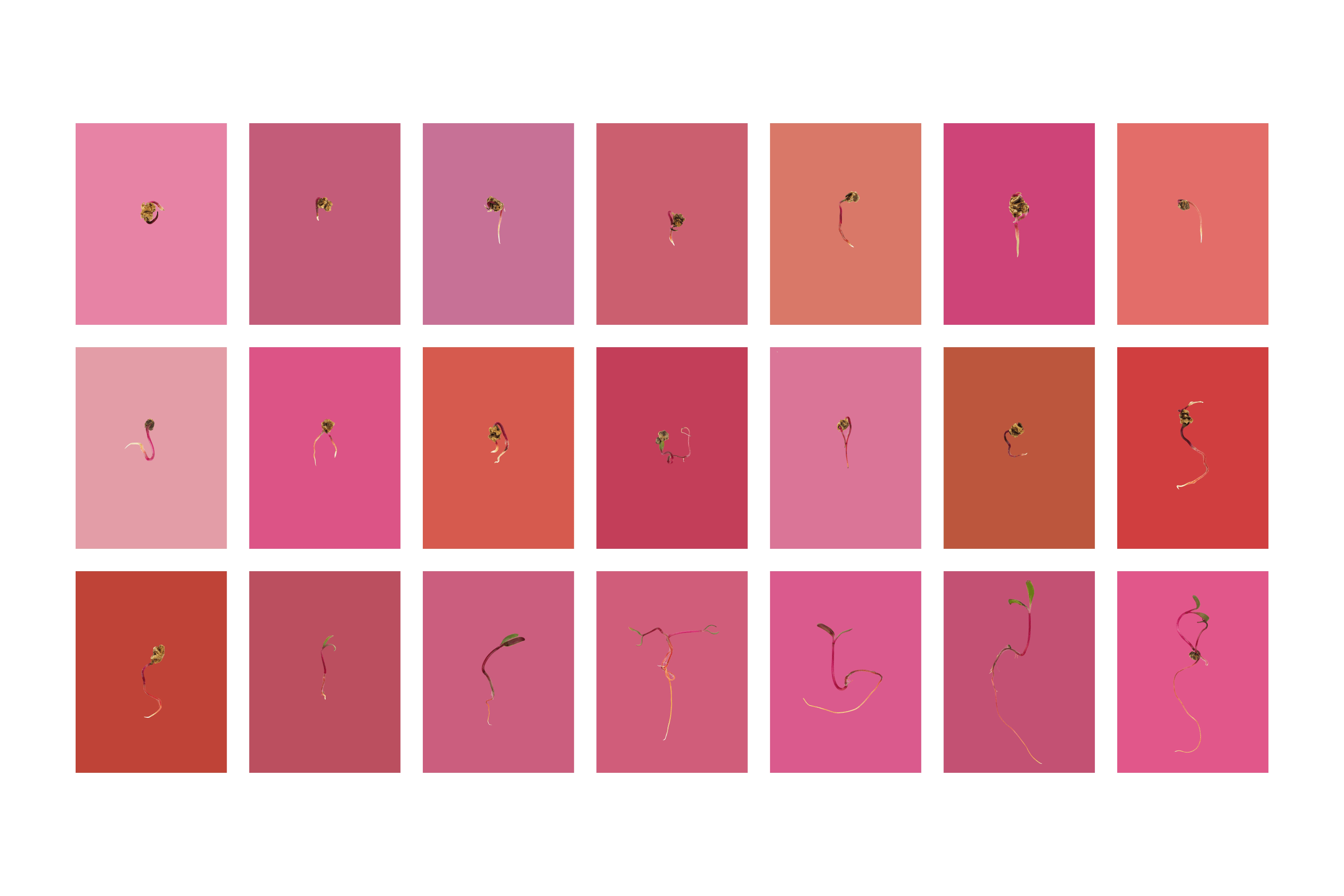 Andrew Zuckerman - Seed - 29