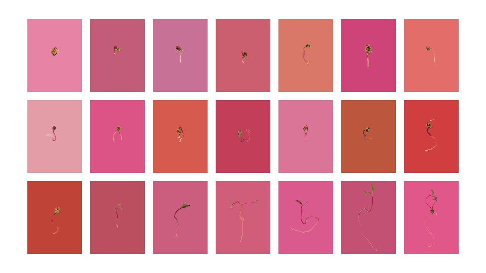 Andrew Zuckerman - Seed - 29