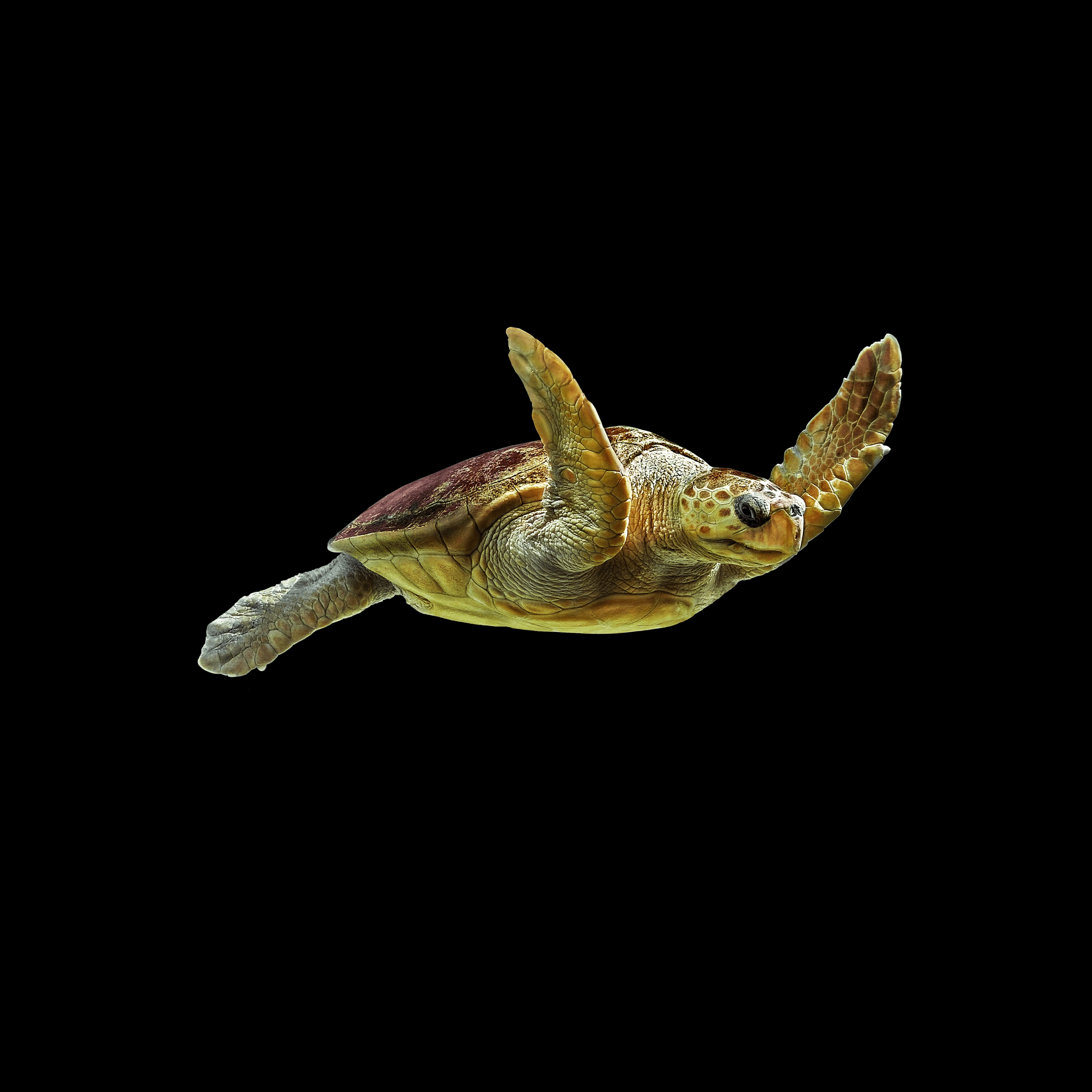 Andrew Zuckerman - Ocean - 9