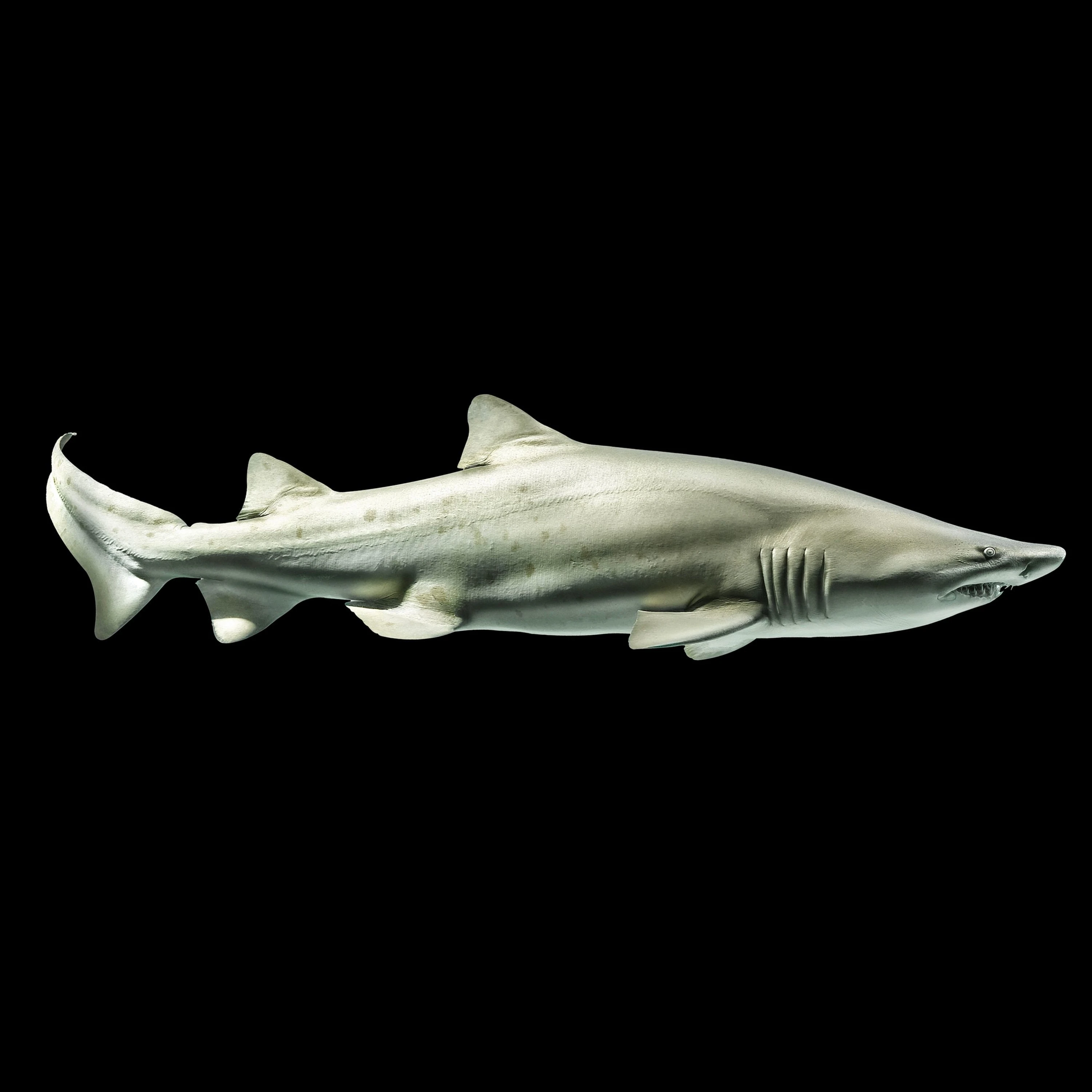 Andrew Zuckerman - Ocean - 8