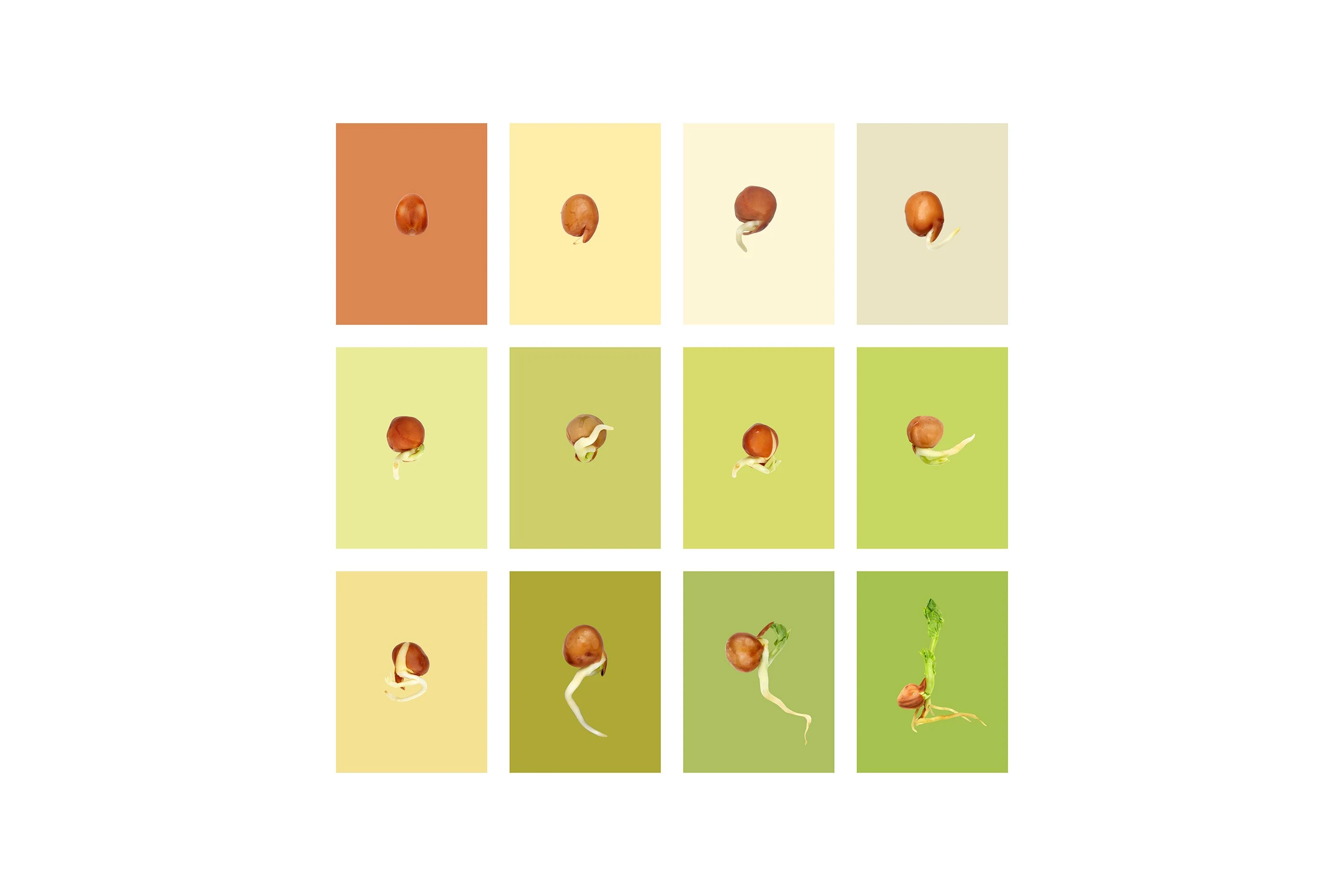 Andrew Zuckerman - Seed - 37