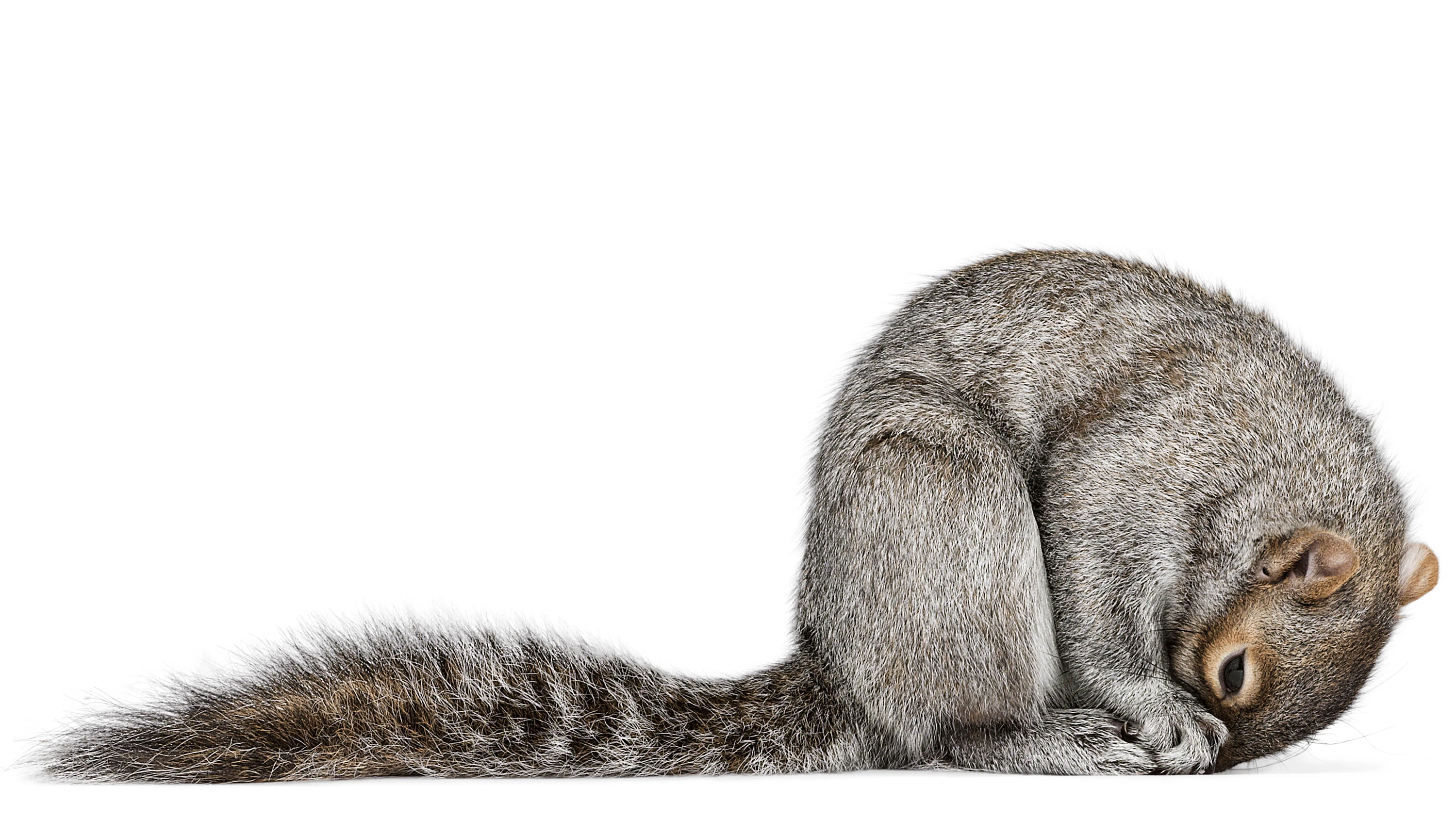 Andrew Zuckerman - Creature - 33