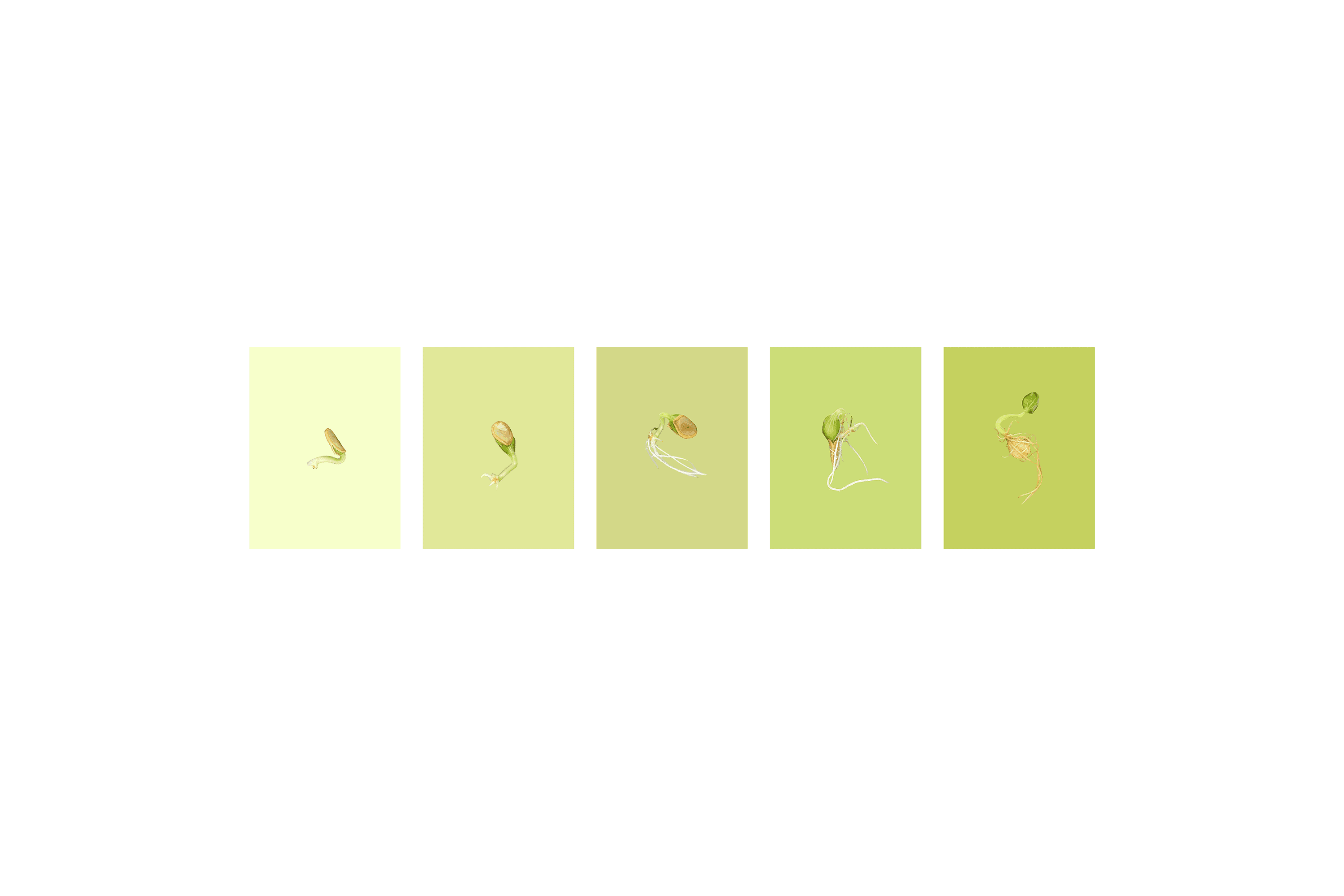 Andrew Zuckerman - Seed - 20
