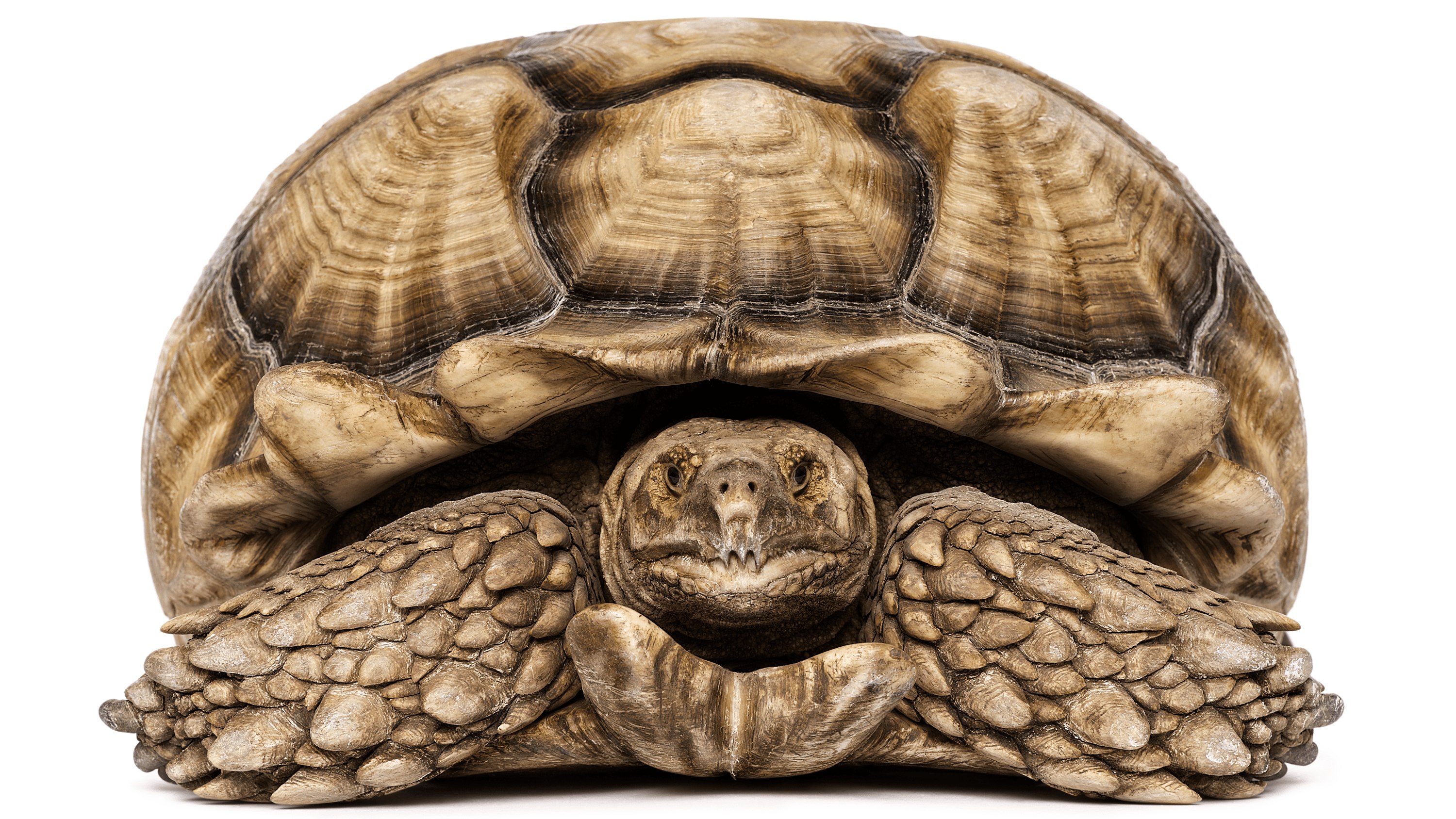 Andrew Zuckerman - Creature - 35